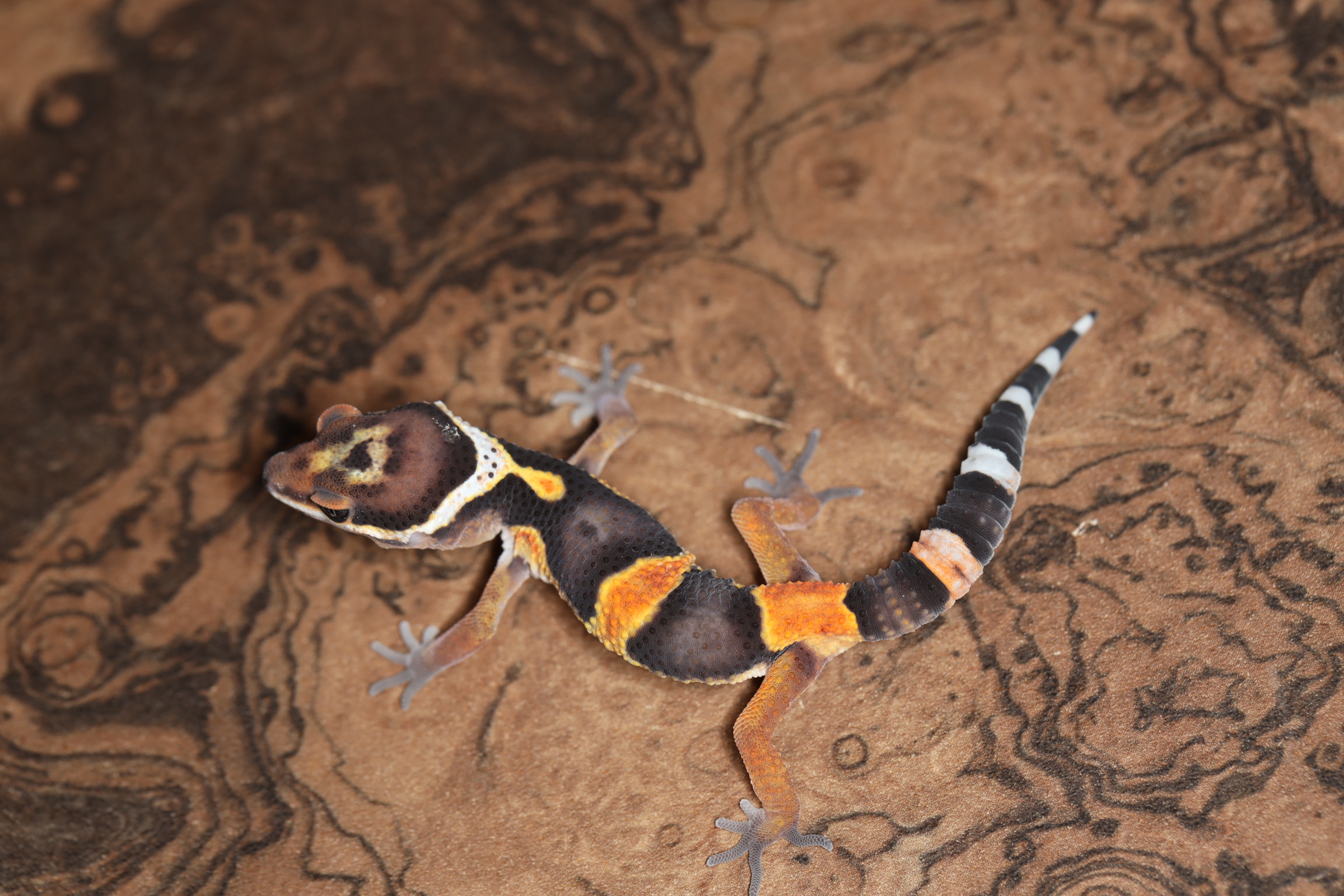 ヒョウモントカゲモドキ アフガンタンジェリン
