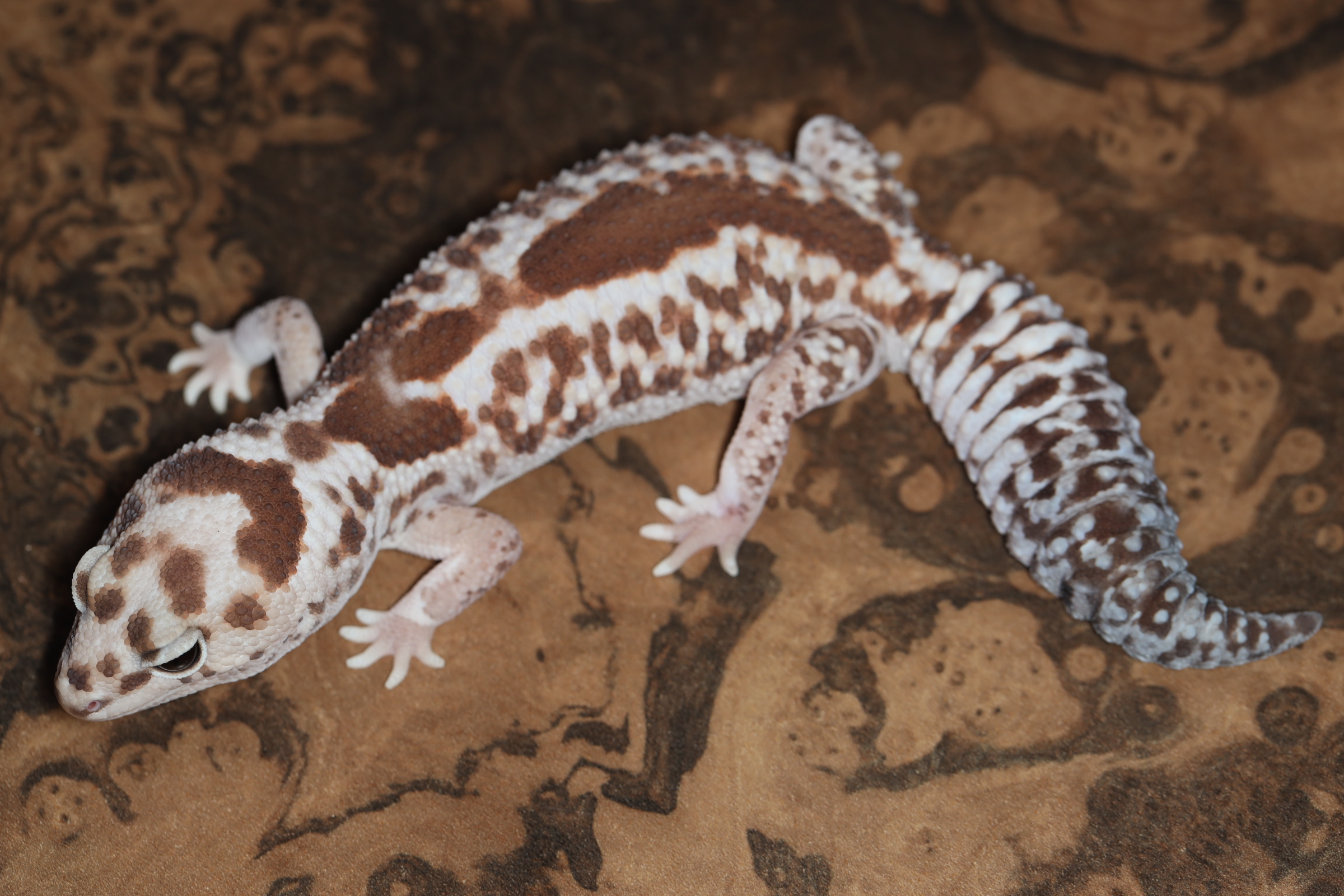 ニシアフリカトカゲモドキ ホワイトアウトズールー(hetゴーストオレオ)