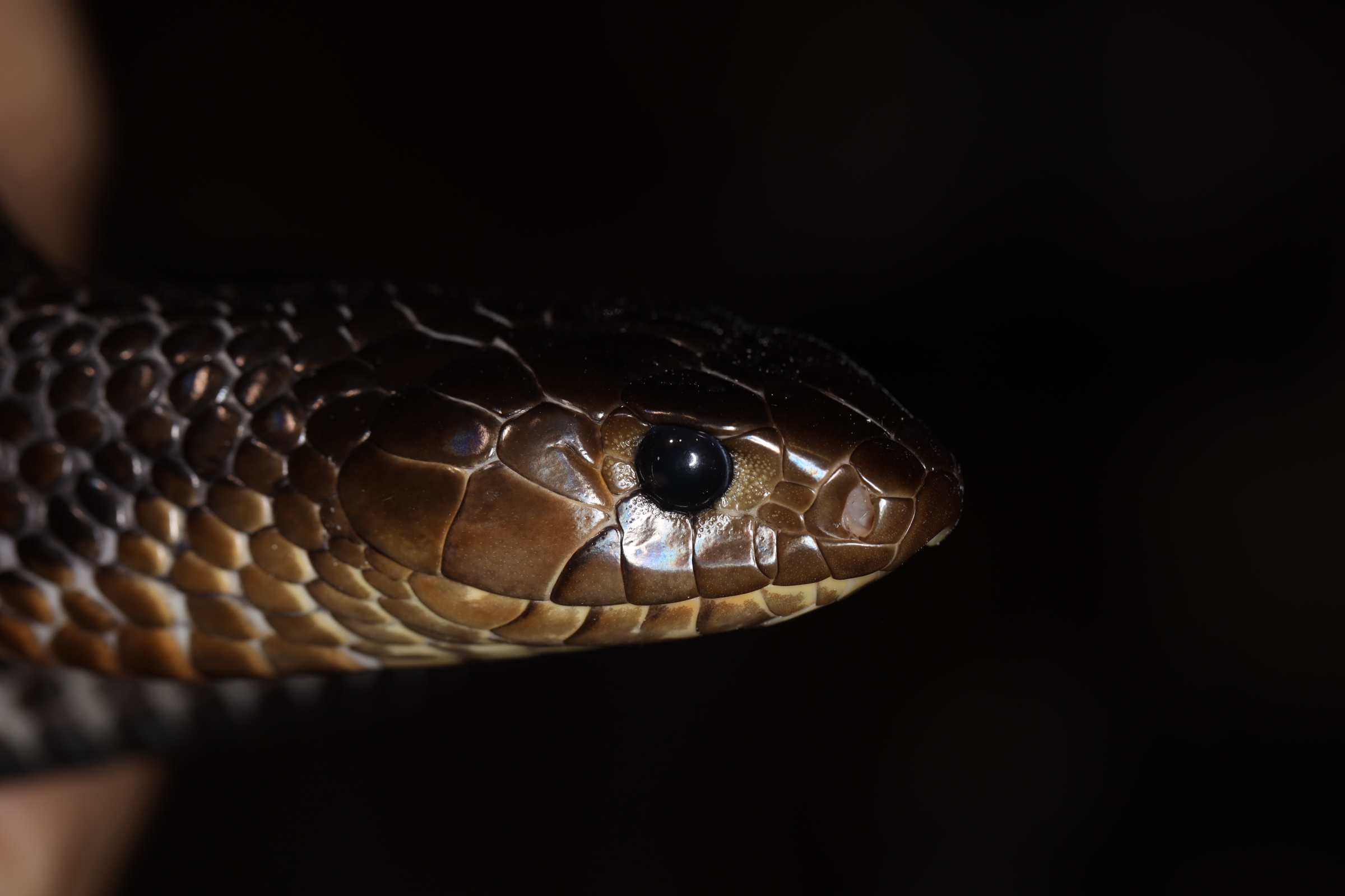 テキサスインディゴスネーク