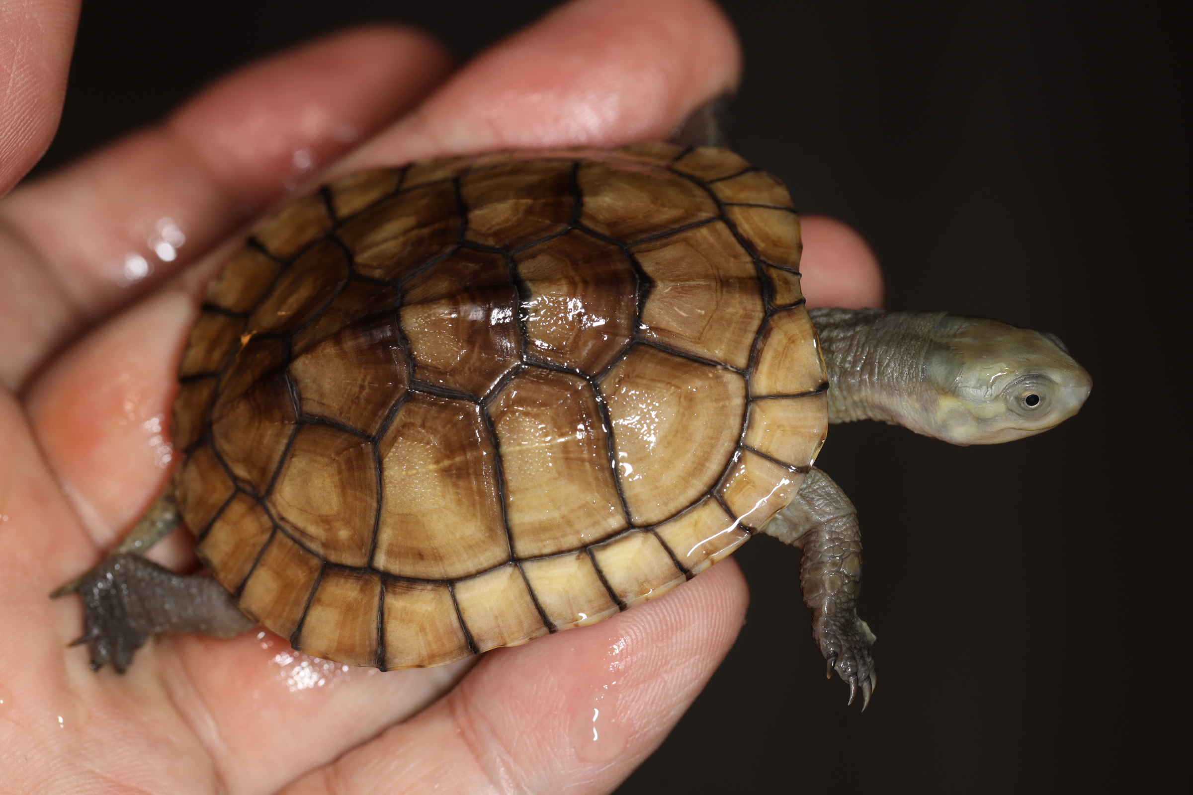 ヤエヤマイシガメ