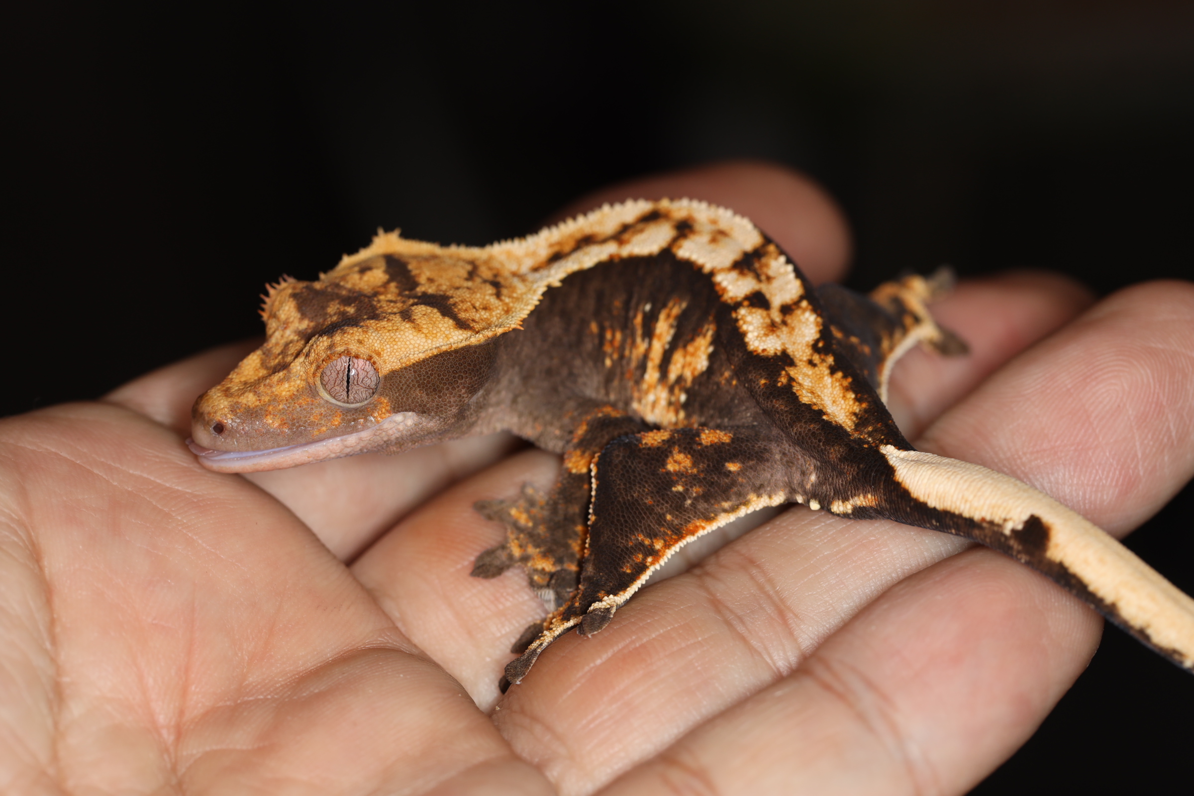 クレステッドゲッコー ダークハーレクイン 【特価】