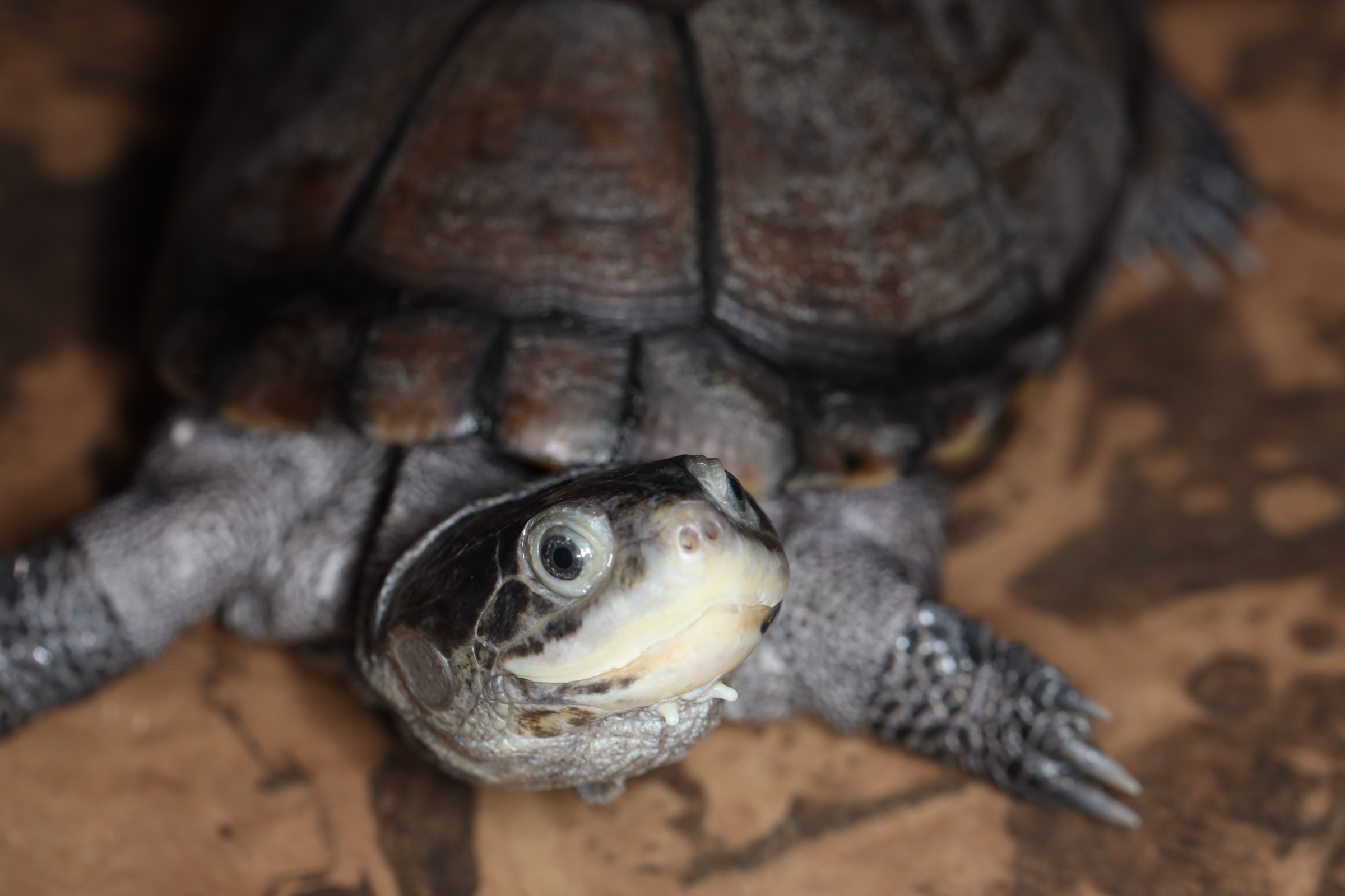 ウスグロハコヨコクビガメ