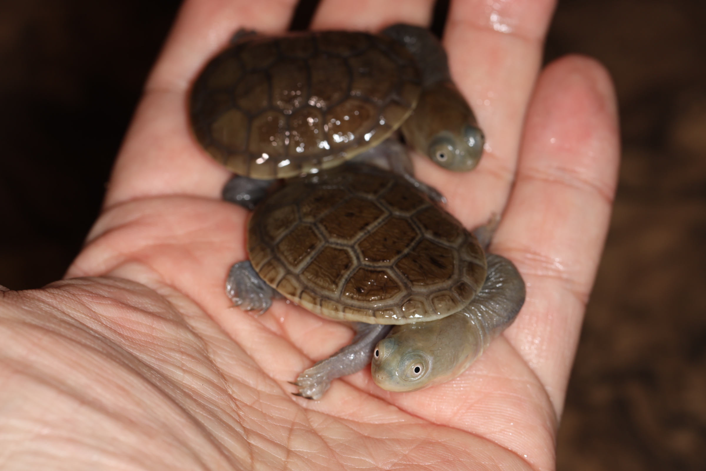 ウスグロハコヨコクビガメ