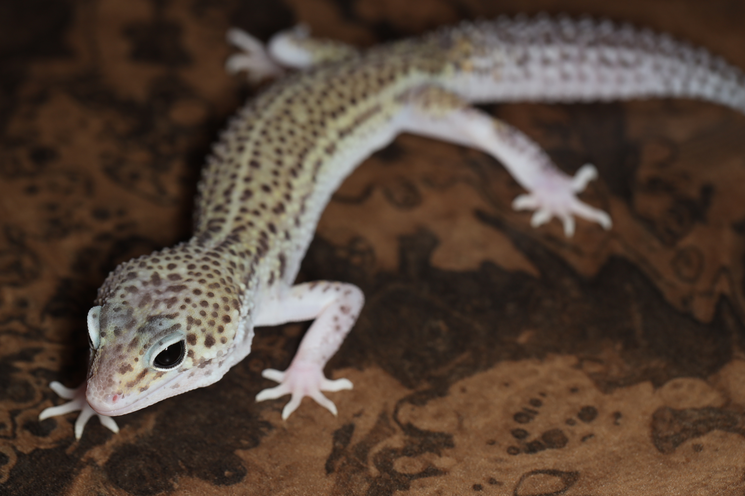 ヒョウモントカゲモドキ ブラックナイトエクリプス