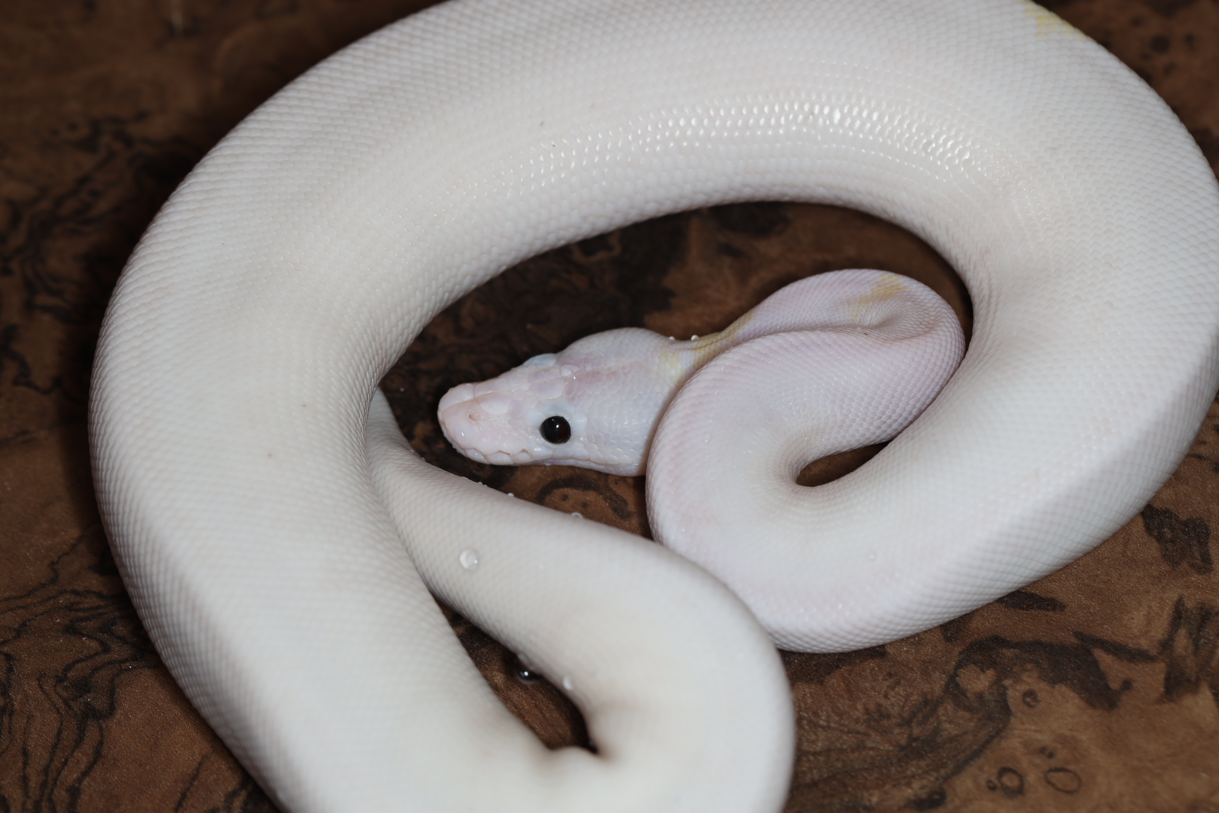 ボールパイソン スーパーファイアpossエンチ