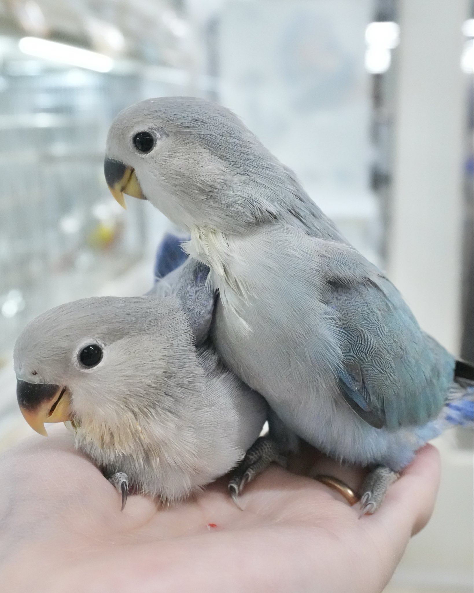 コザクラインコ