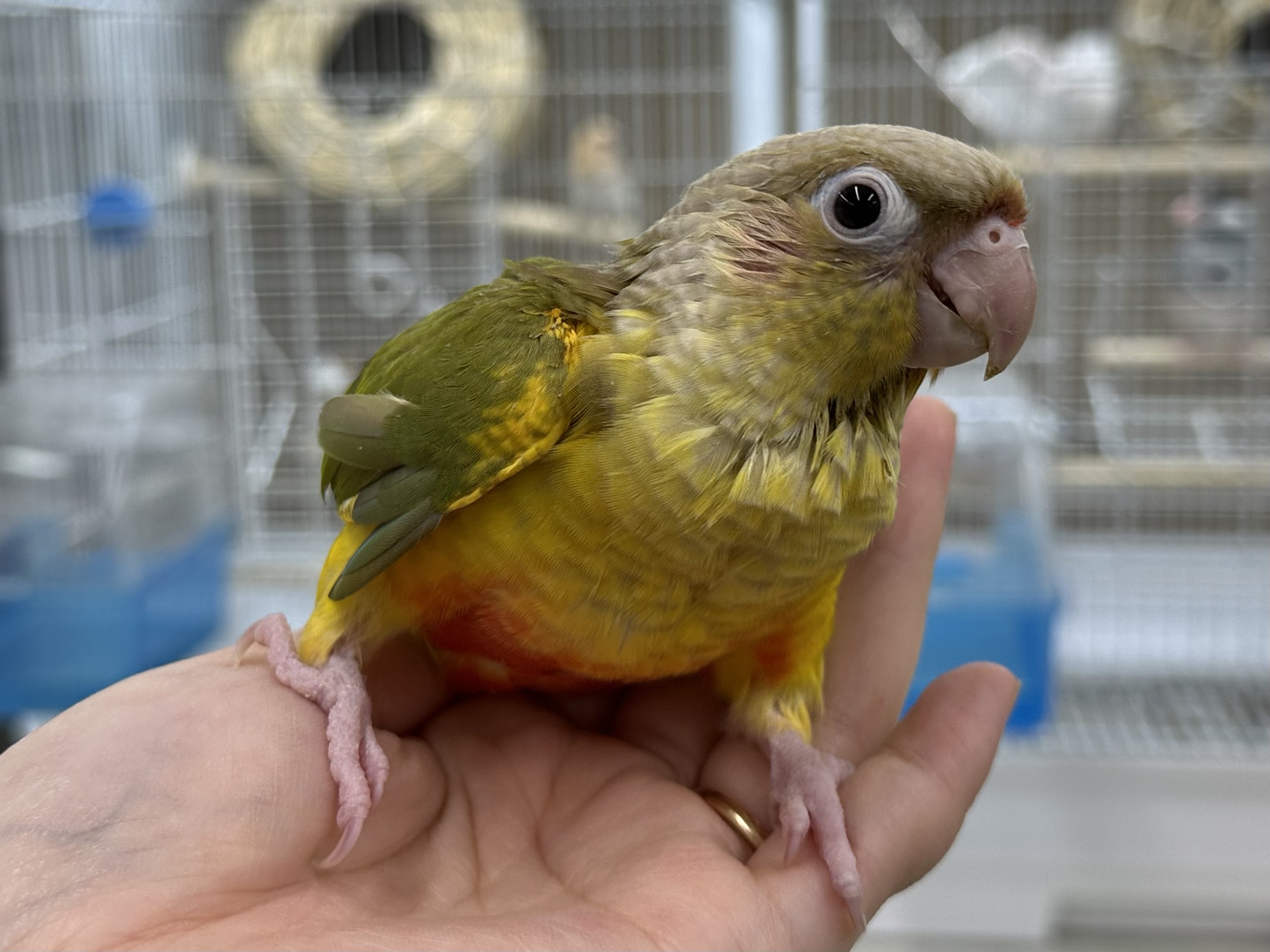 パイナップルウロコインコ