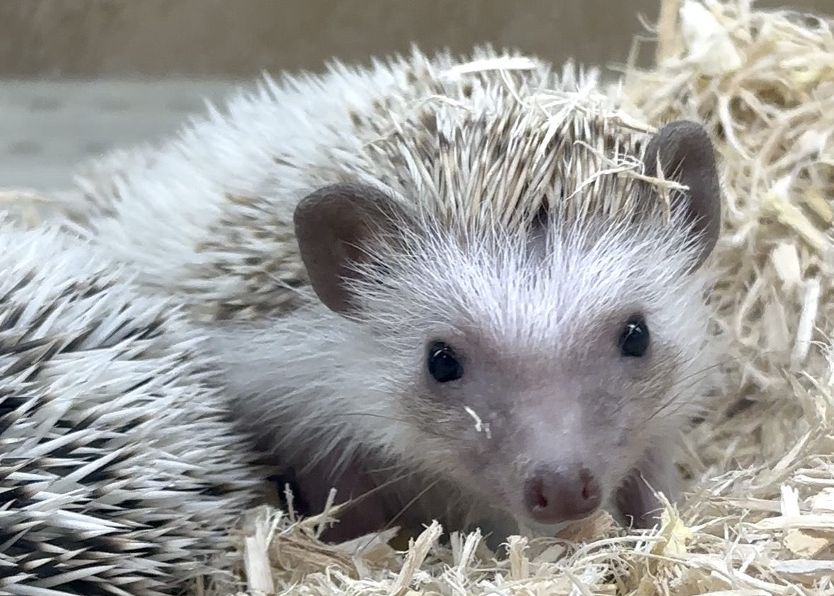 ハリネズミ　シナモンパイド