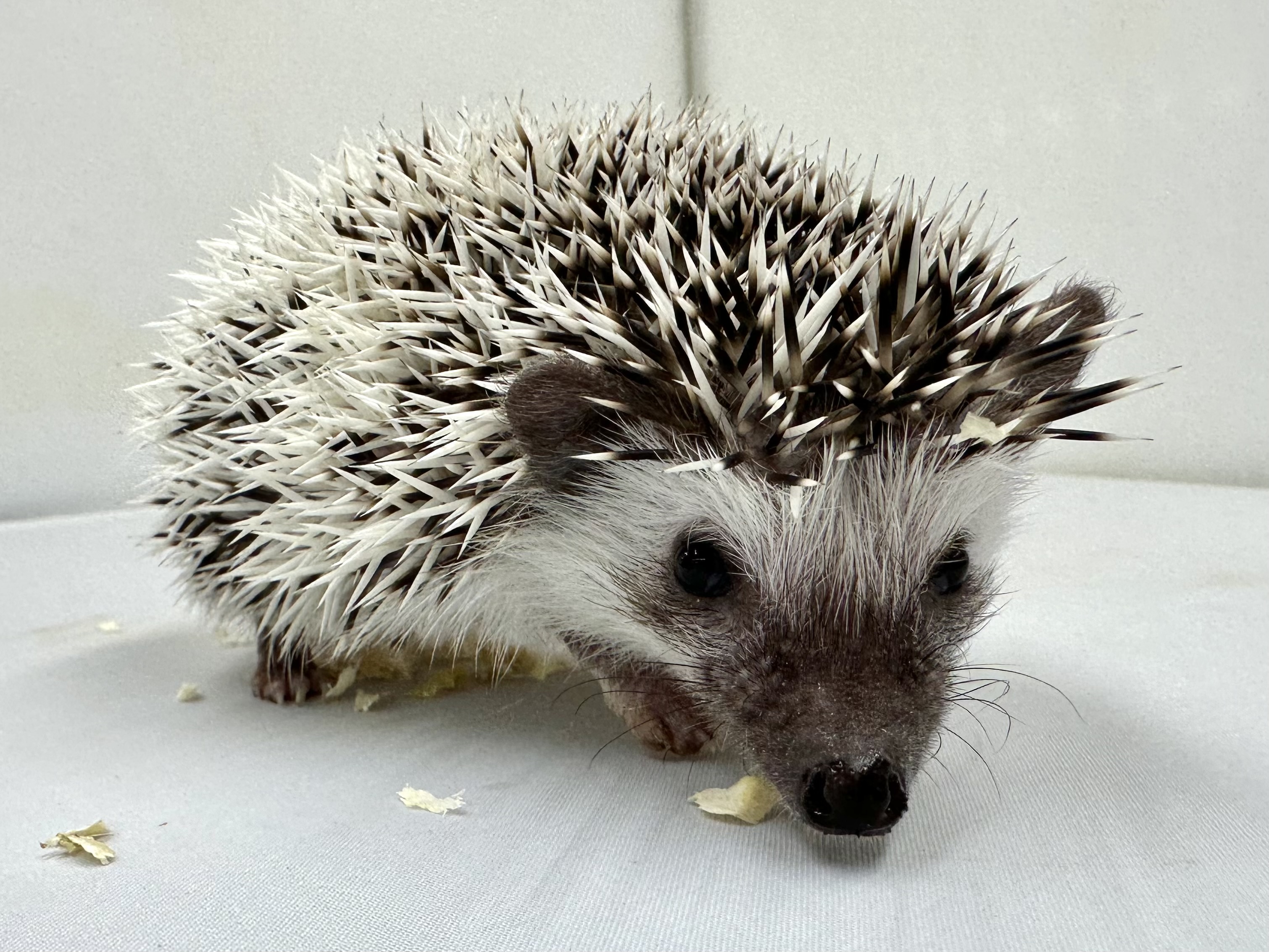 ハリネズミ　パイド