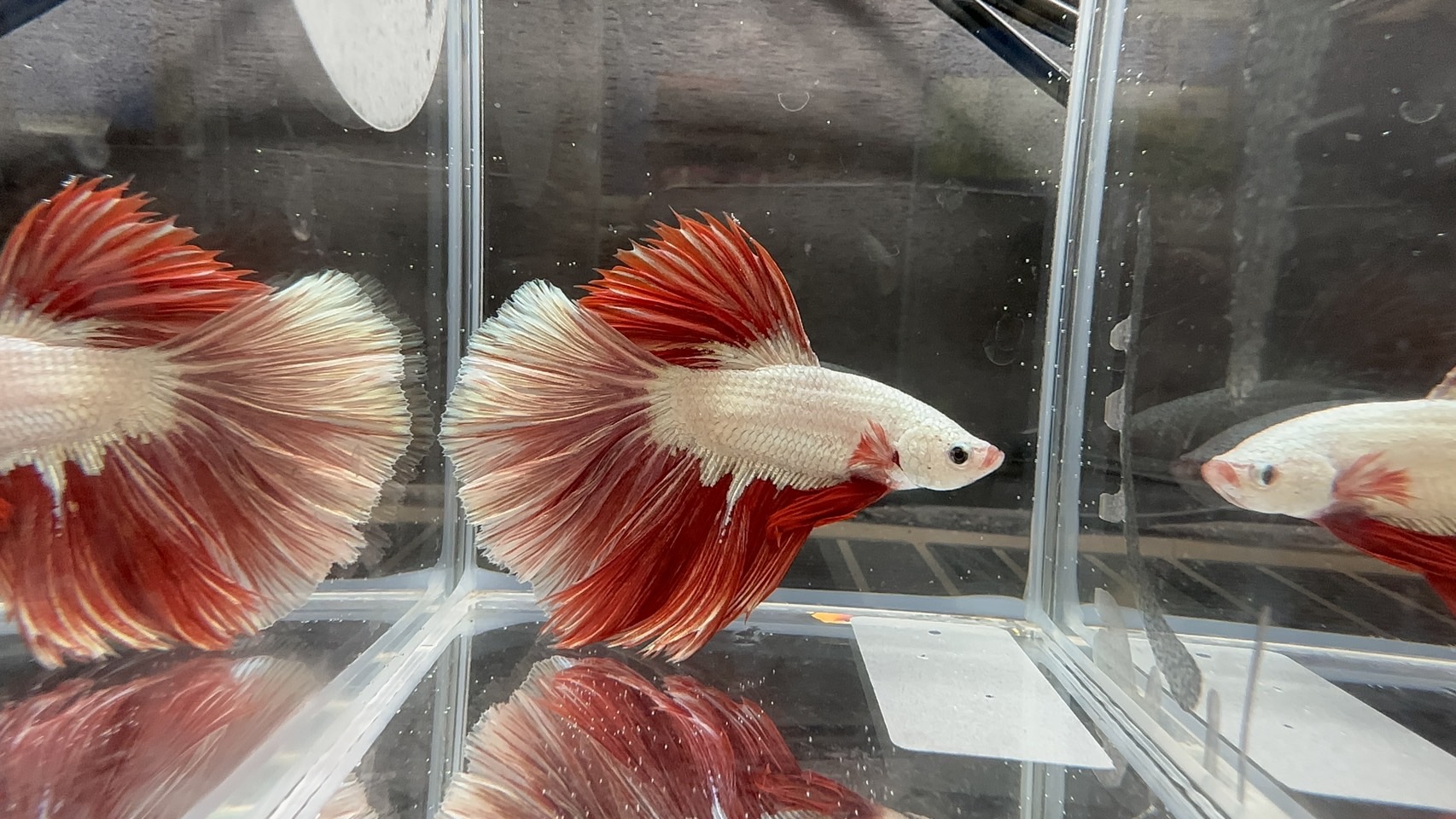 HM レッドドラゴン