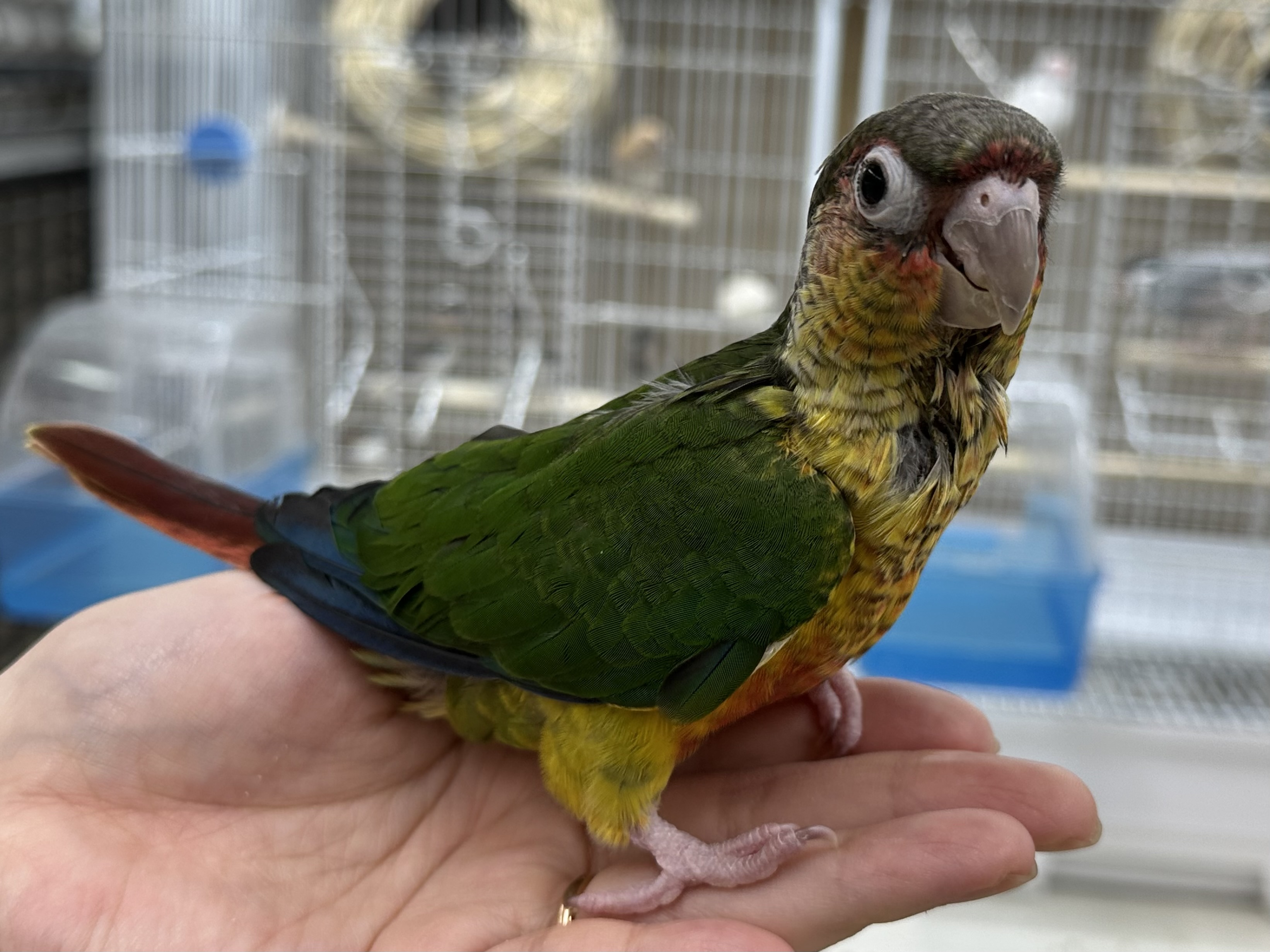 ワキコガネウロコインコ