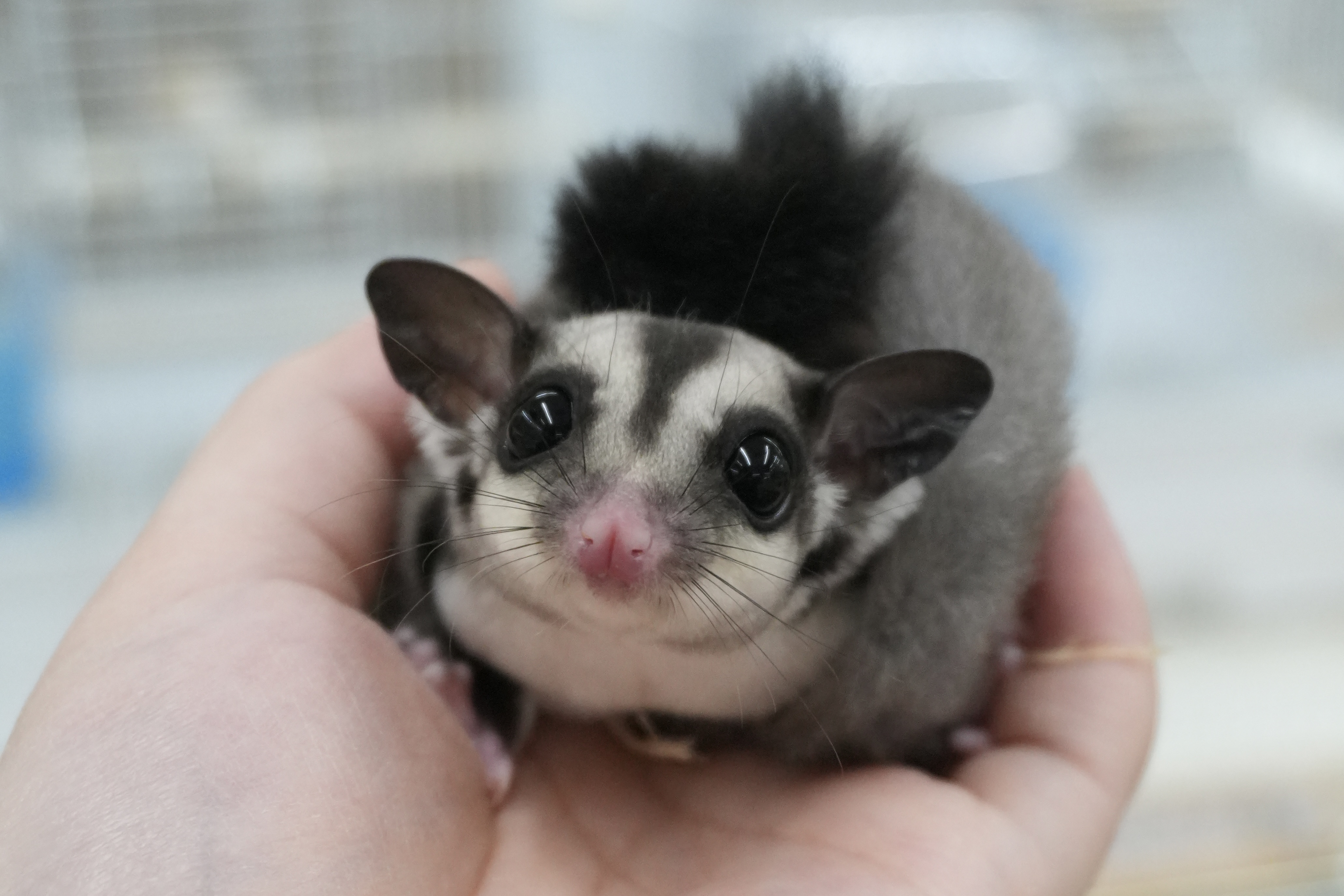 フクロモモンガ　ノーマル