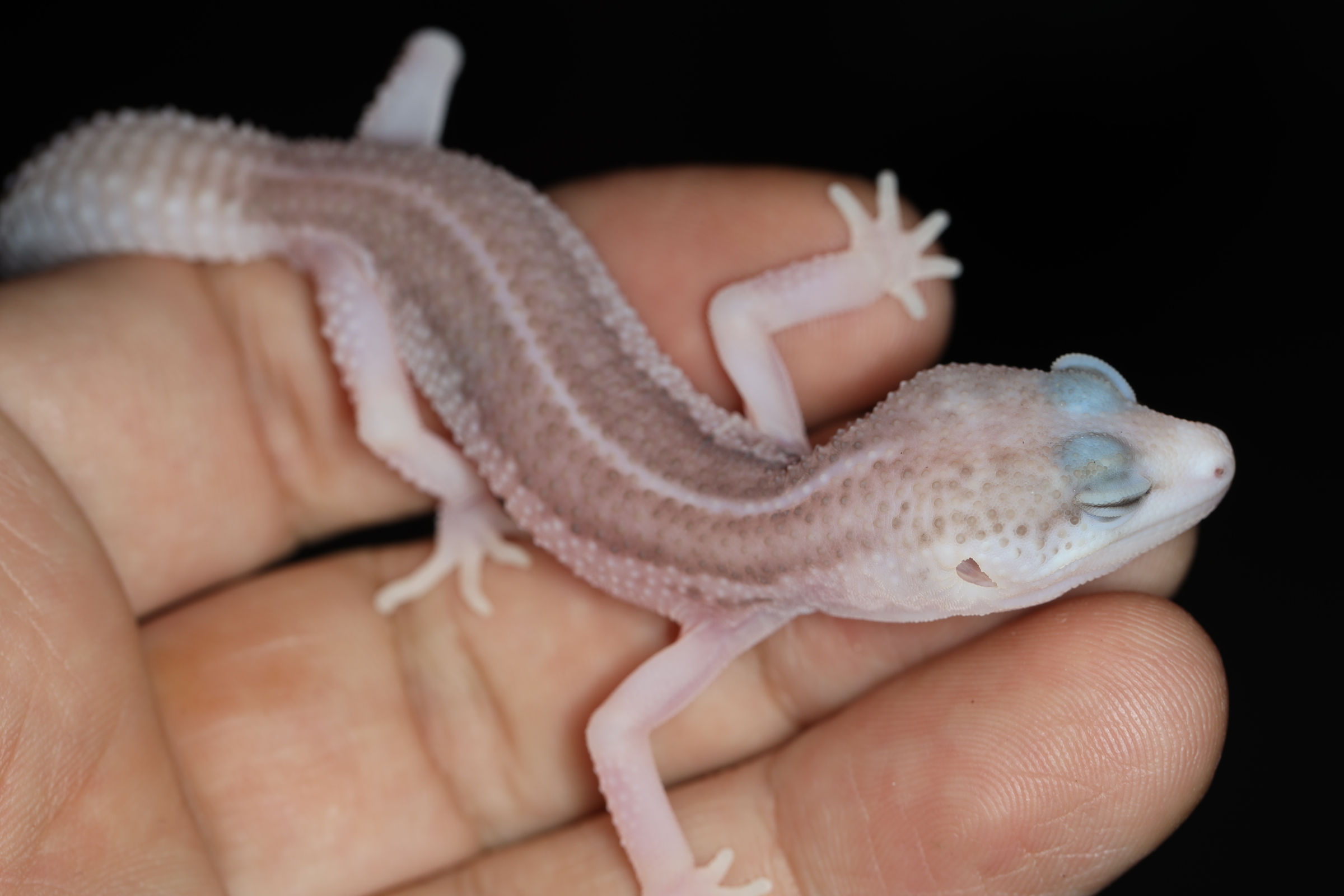 ヒョウモントカゲモドキ スーパーAPTOR