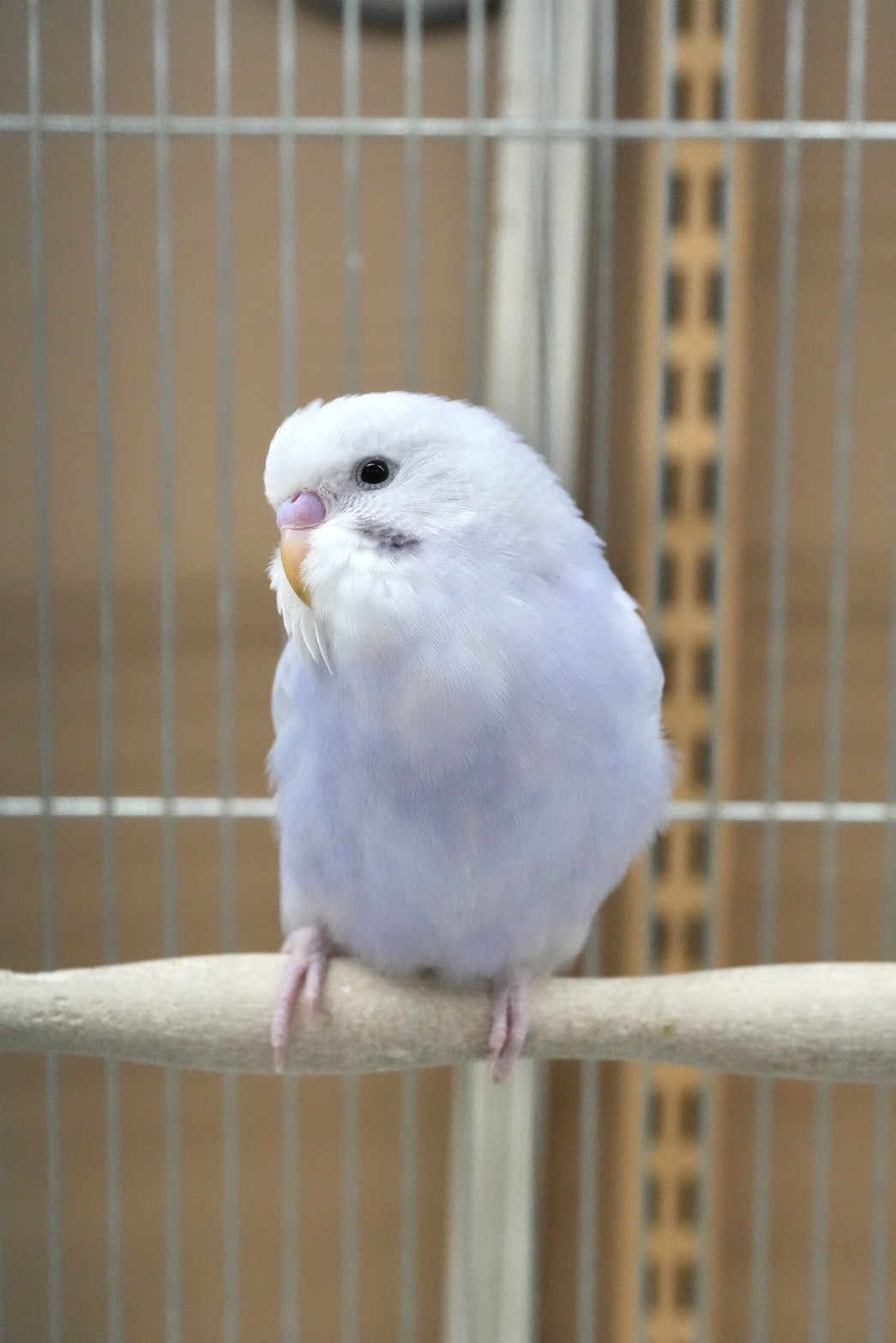 セキセイインコ　ライラック