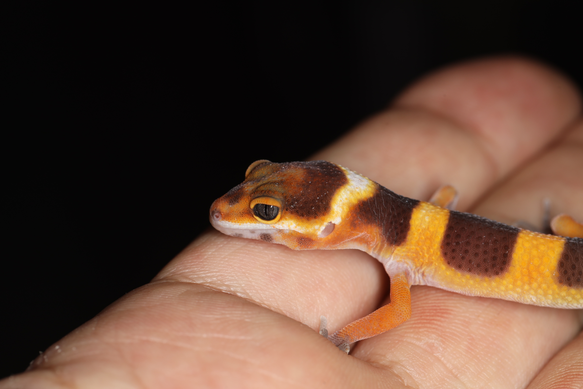 ヒョウモントカゲモドキ マンダリントレンパー