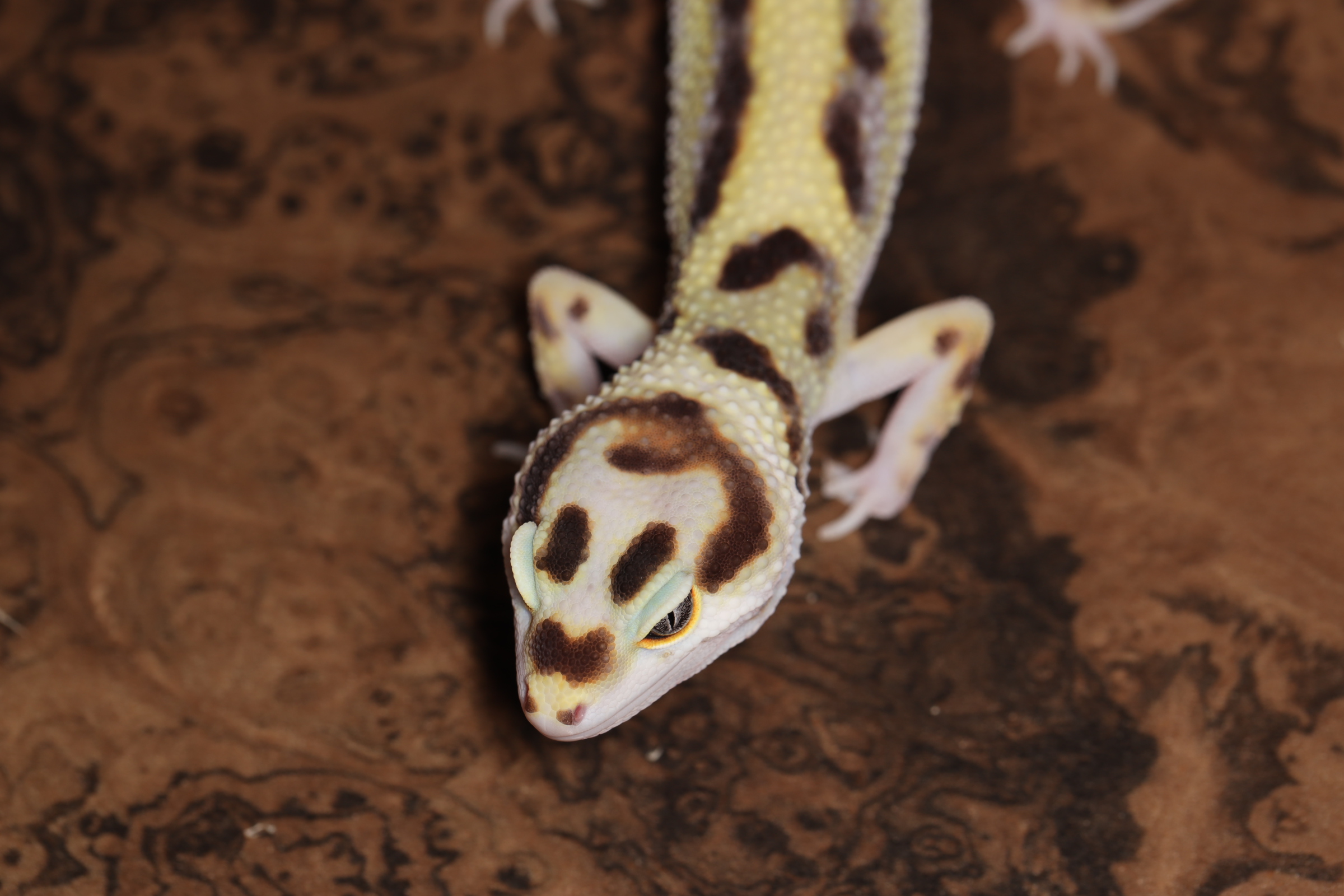 ヒョウモントカゲモドキ バンディット