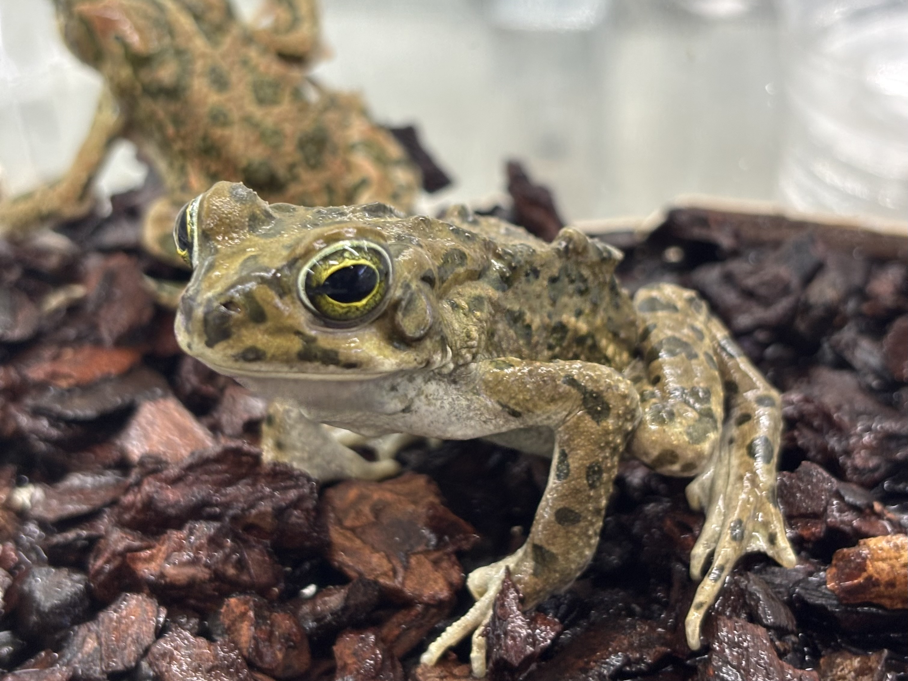 エジプトミドリヒキガエル