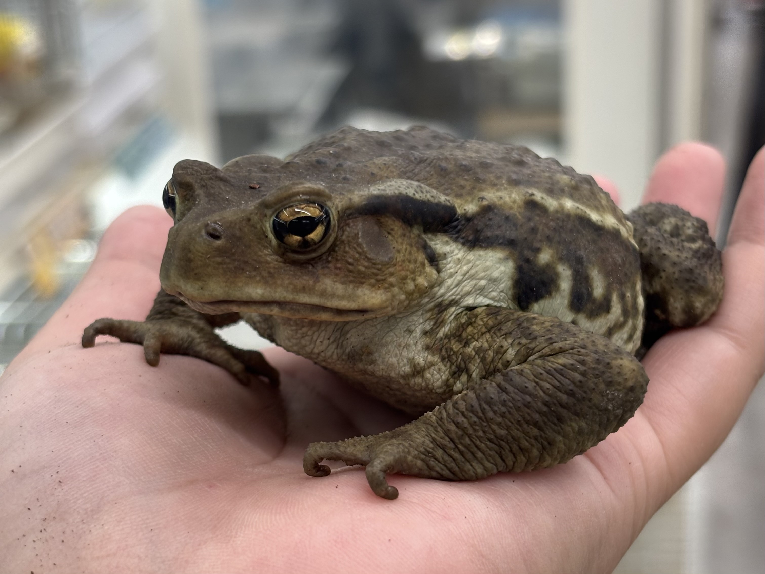 アズマヒキガエル