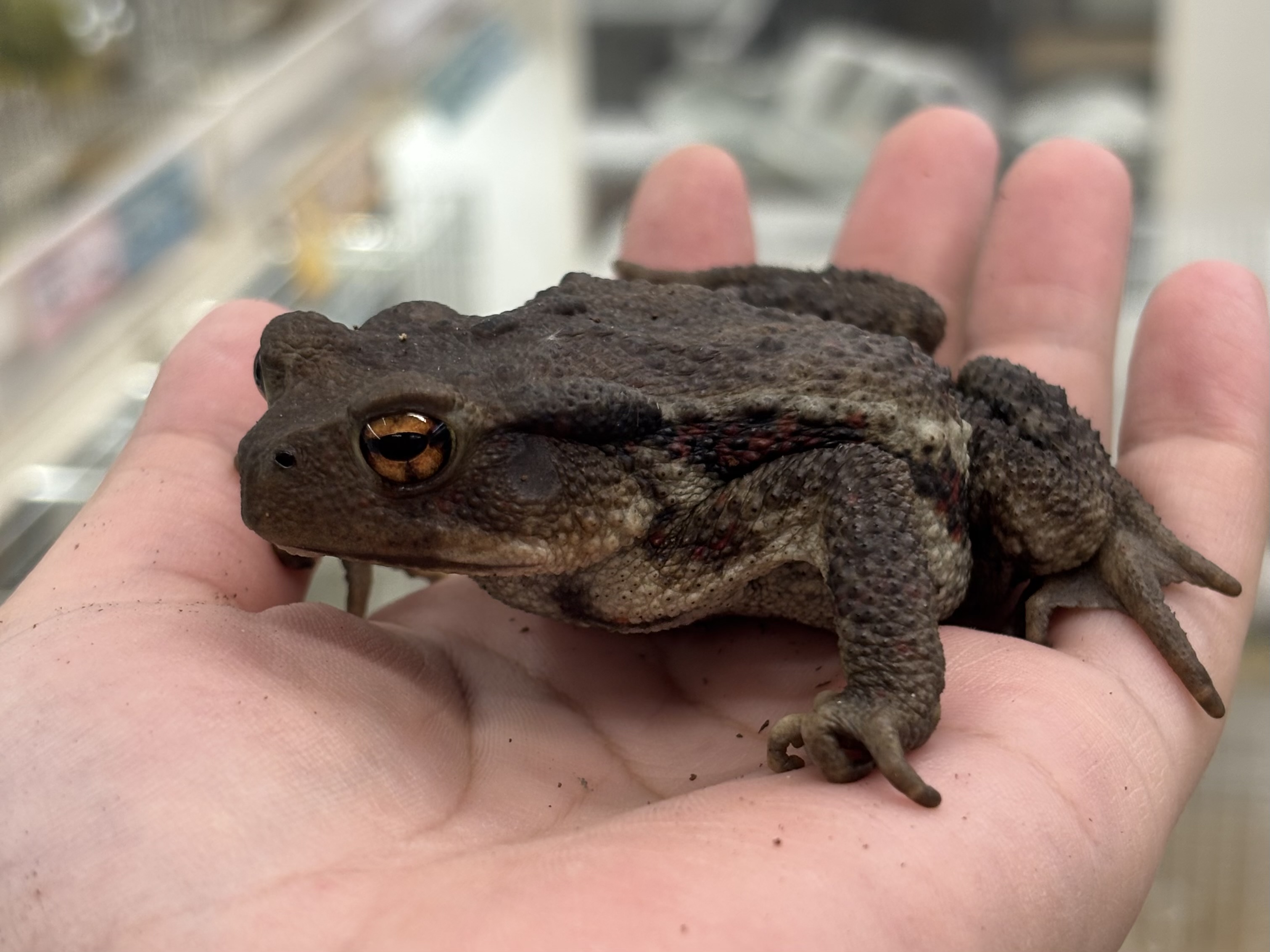 アズマヒキガエル　レッドサイド