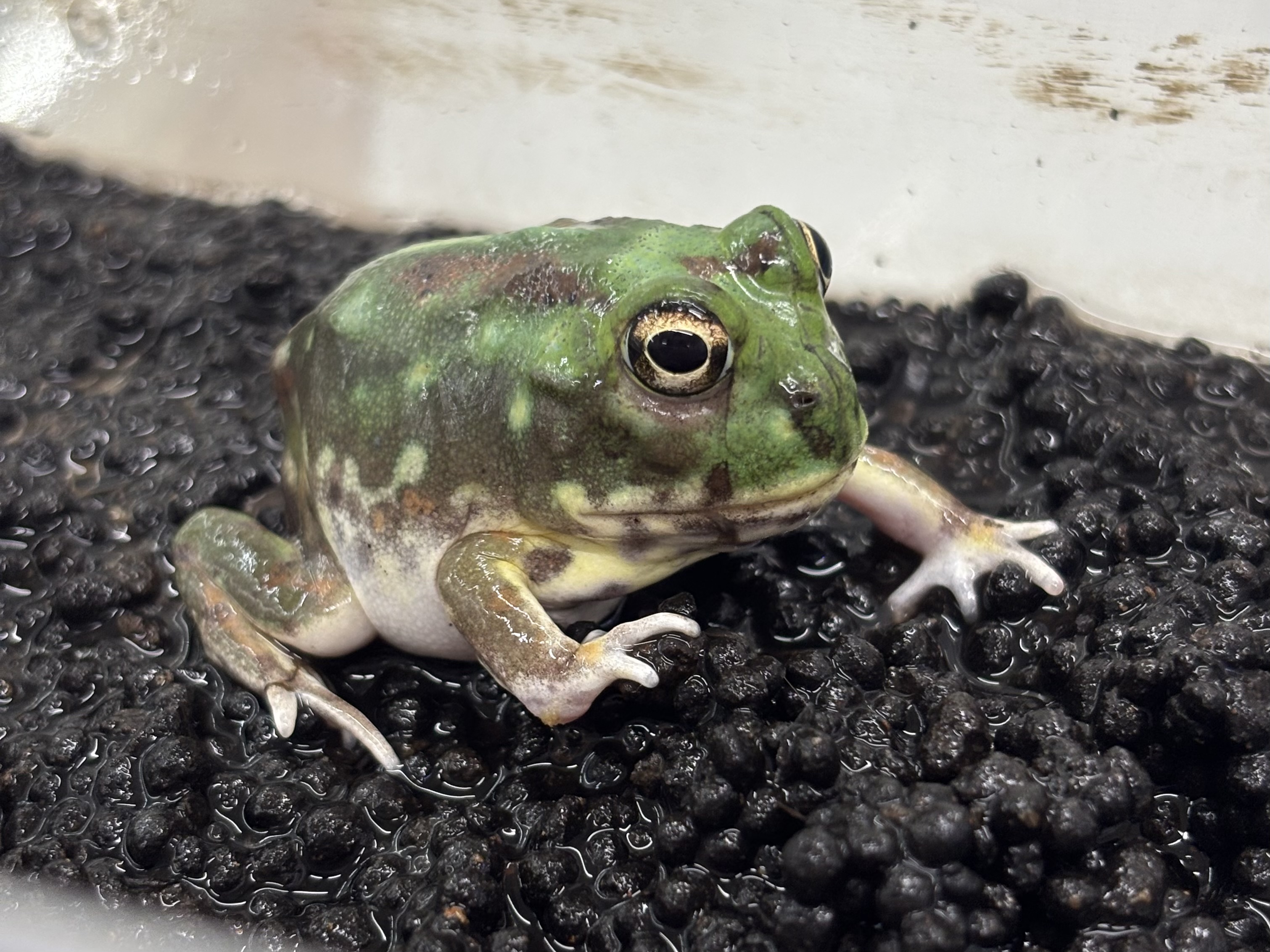 チャコガエル