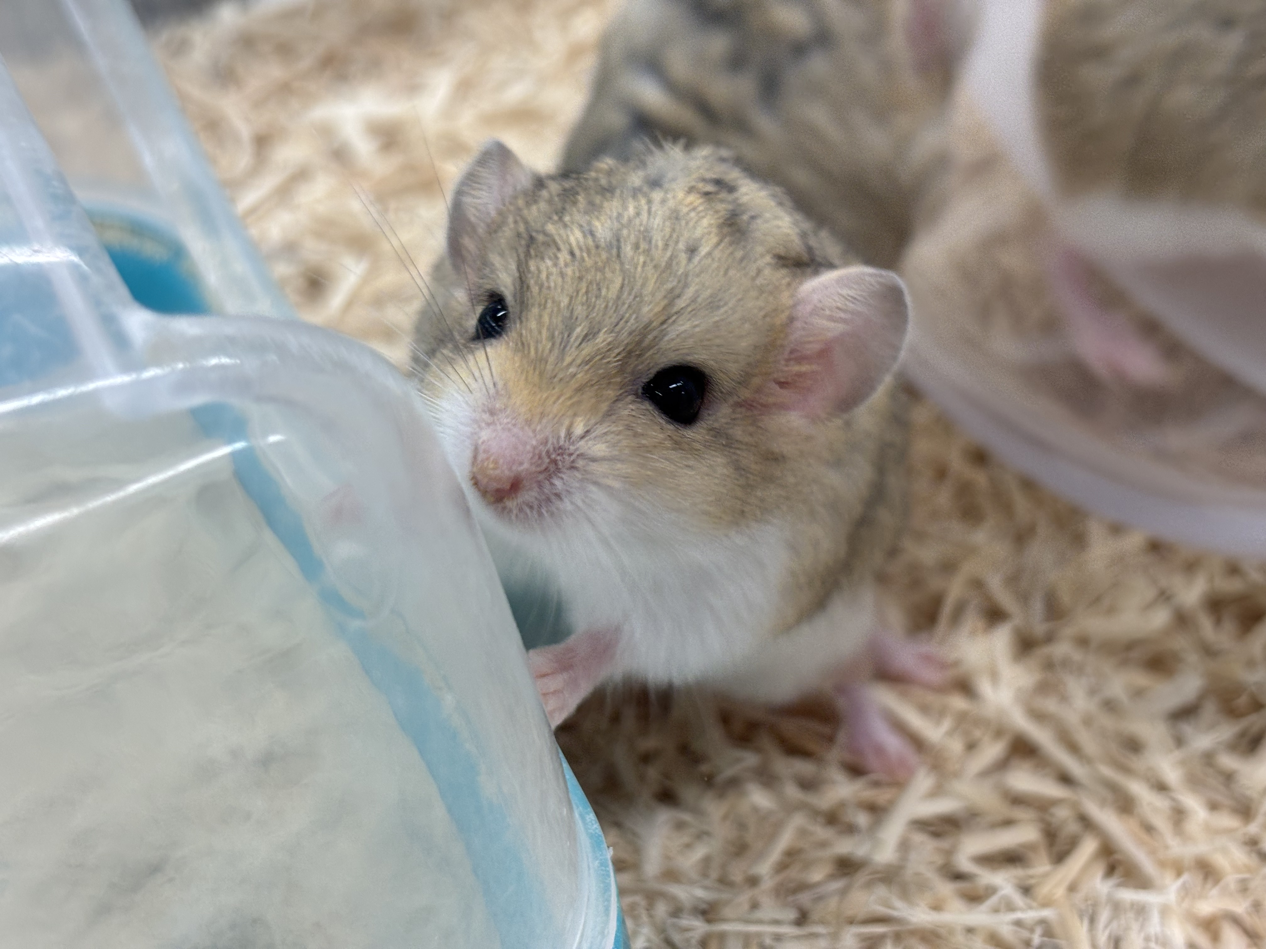 マカロニマウス