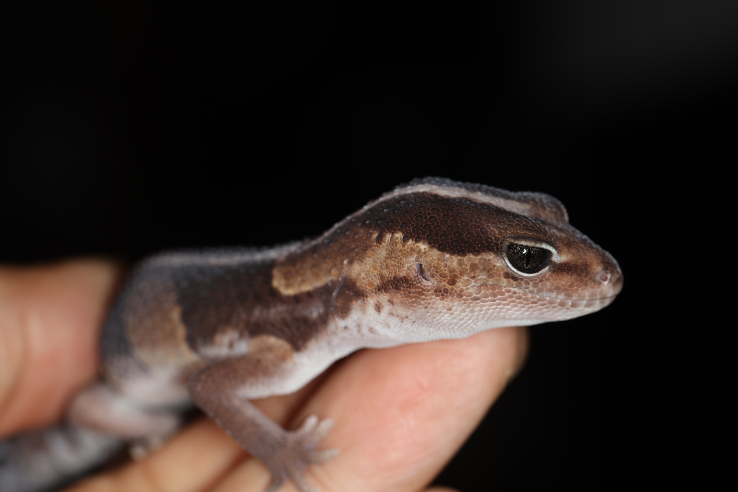 ニシアフリカトカゲモドキ
