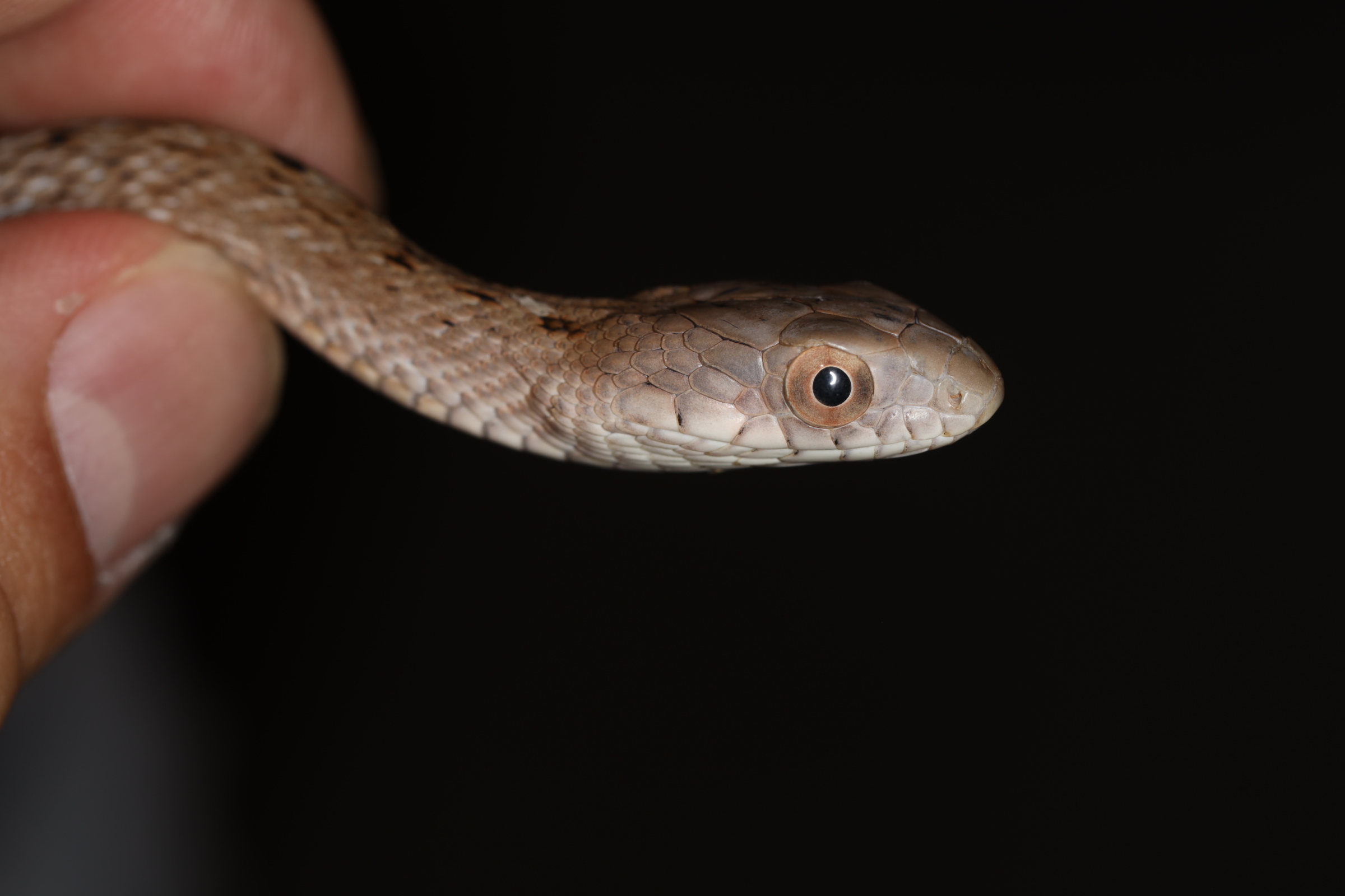 ヨナグニシュウダ