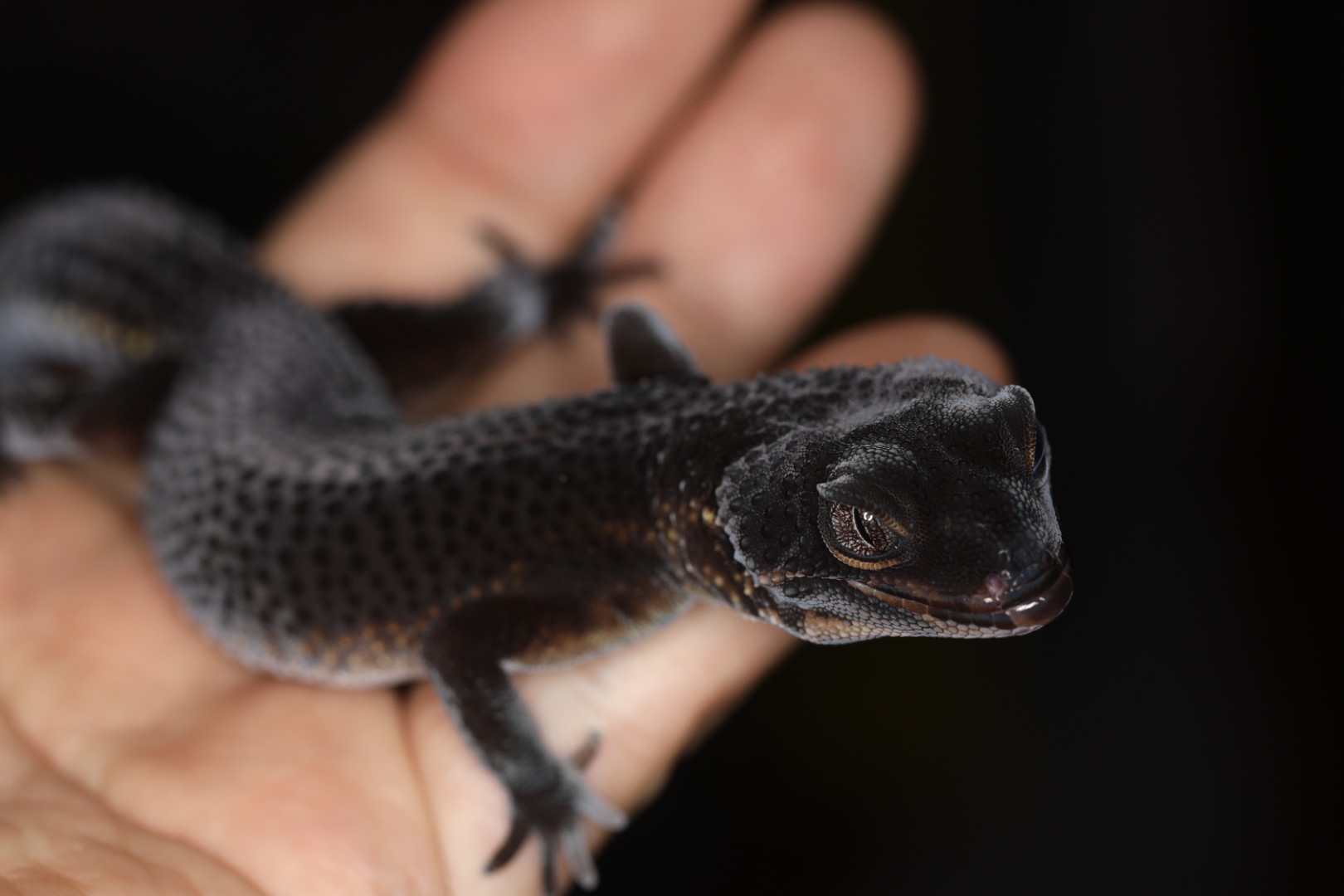 ヒョウモントカゲモドキ ブラックナイト Sグレード