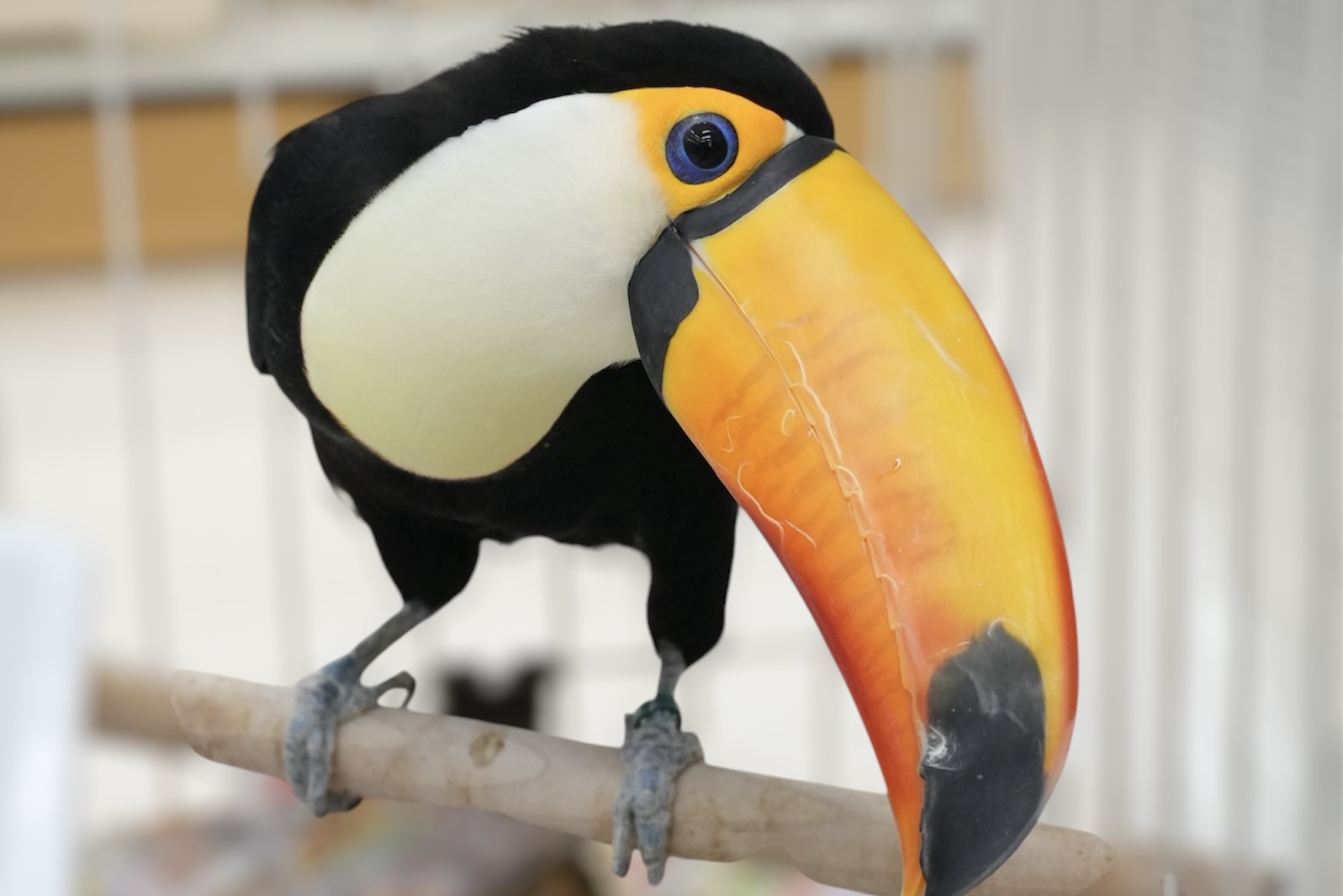 オニオオハシ