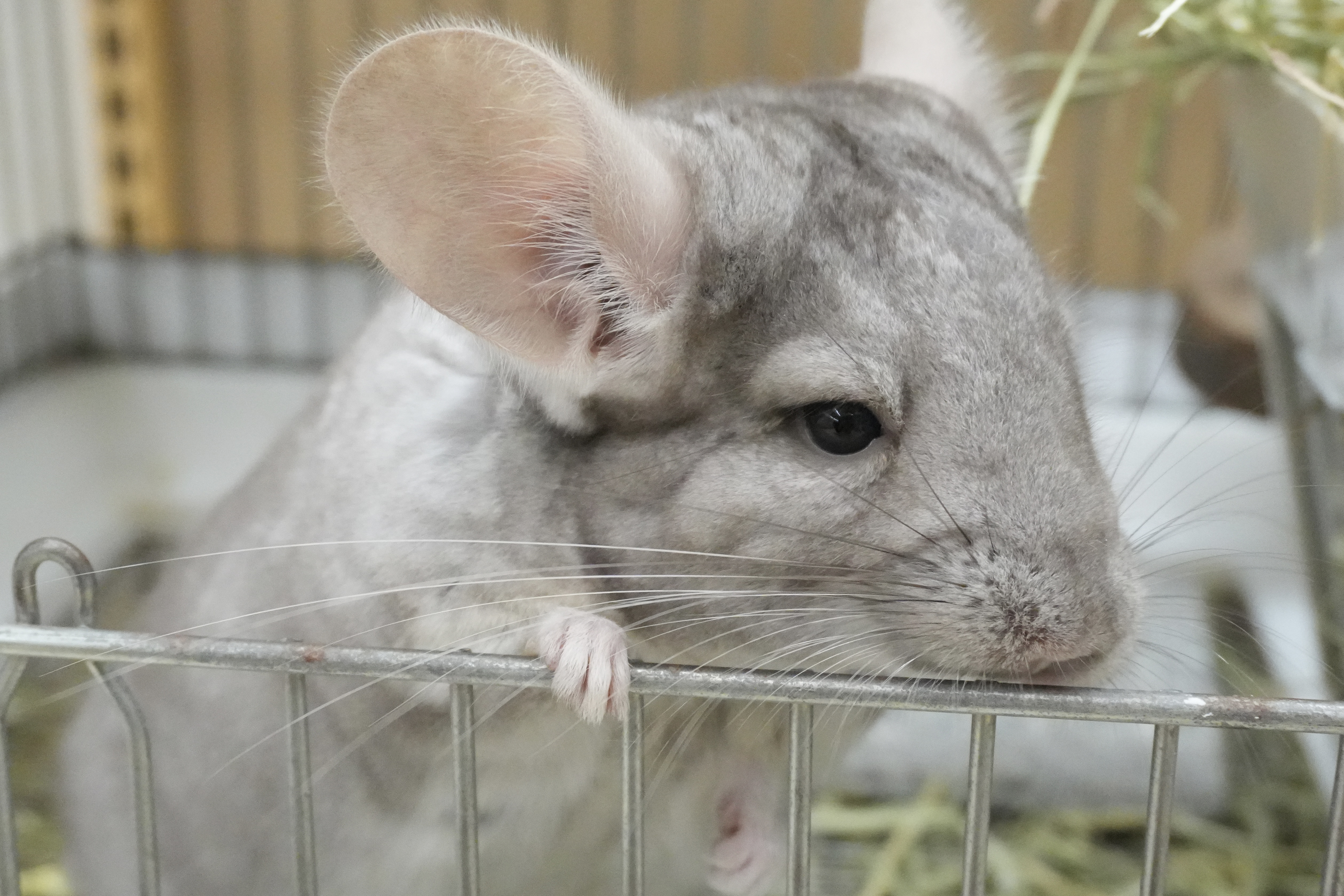チンチラ　シナモン