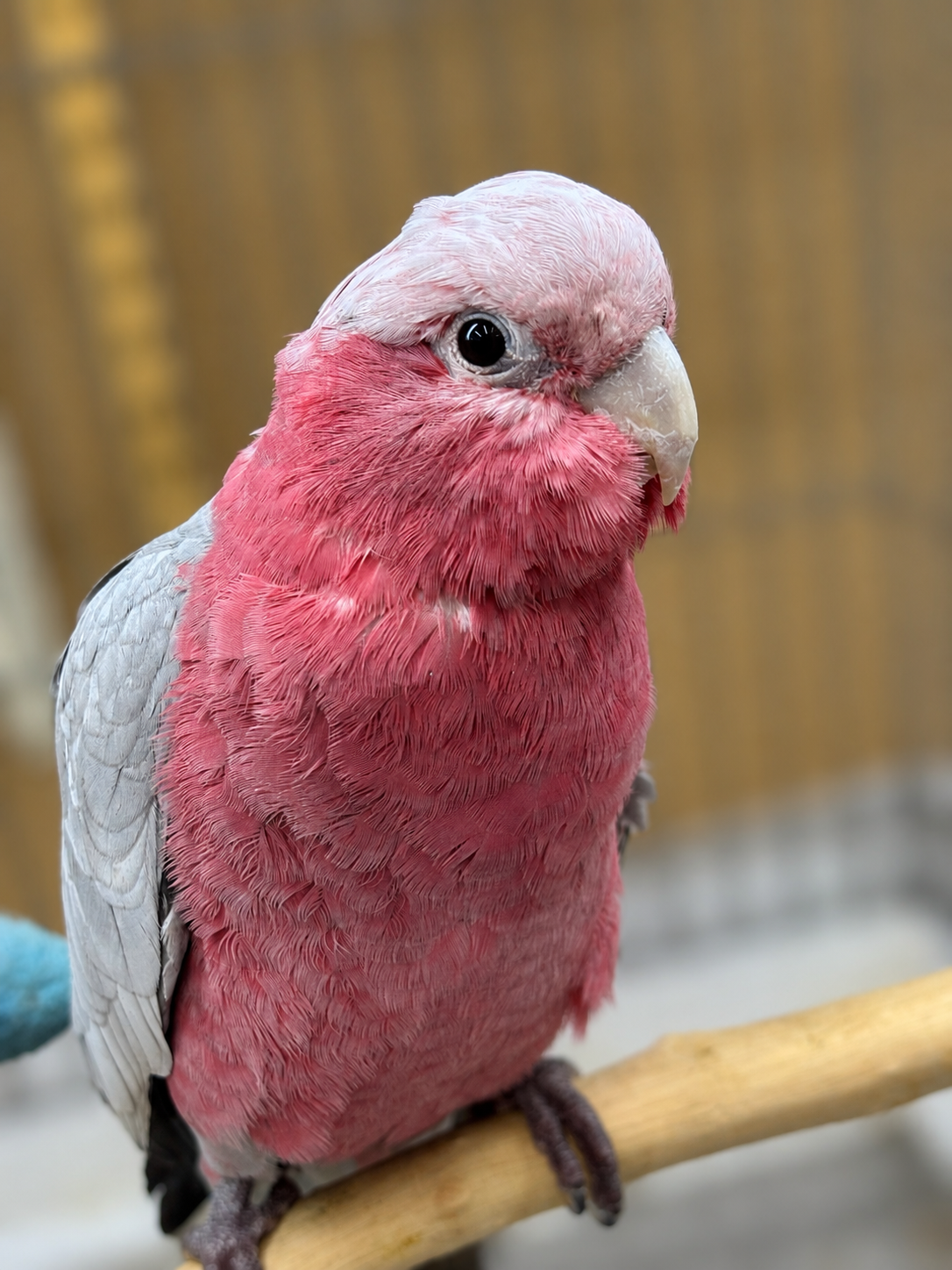 モモイロインコ