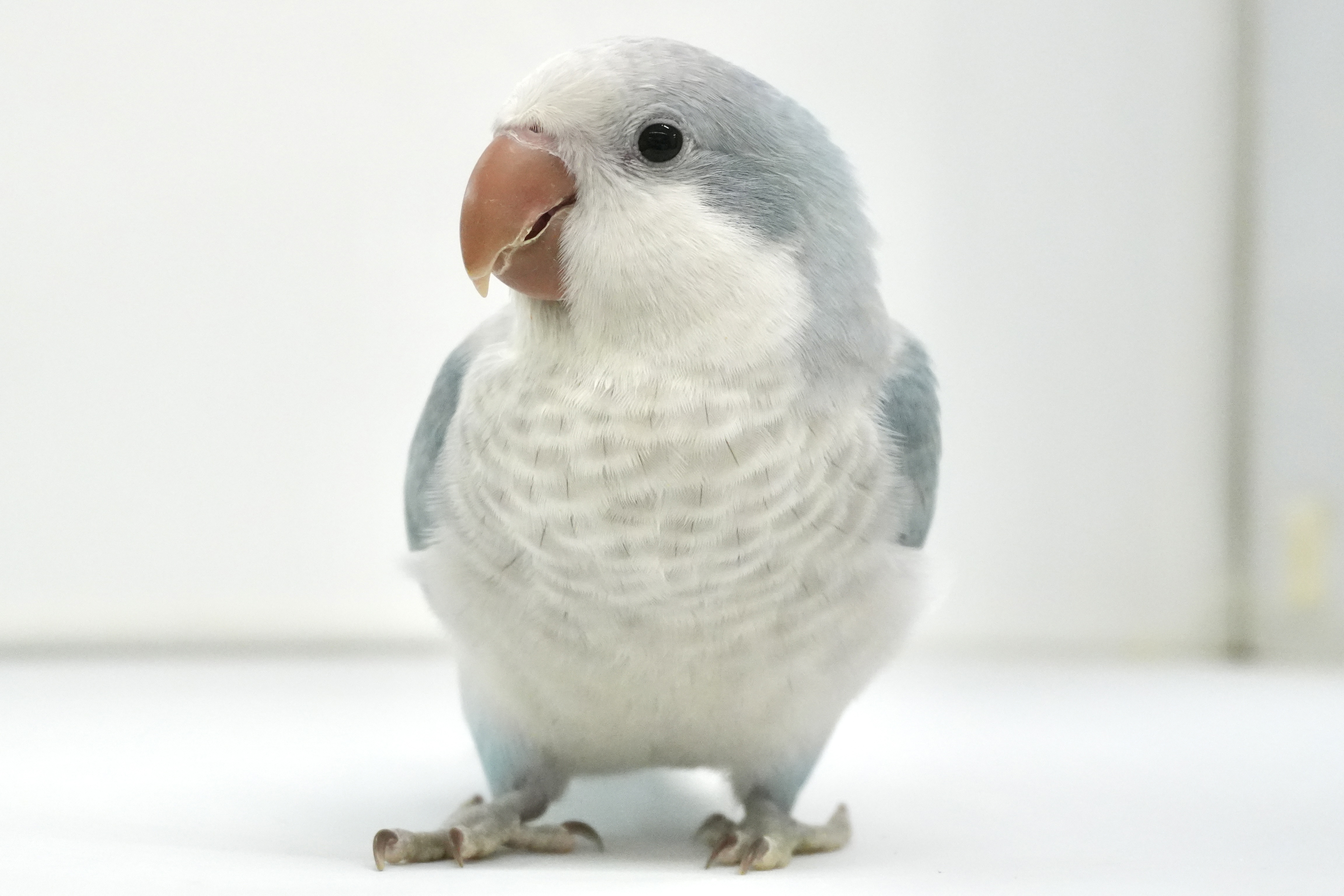 オキナインコ　ブルーオパーリン