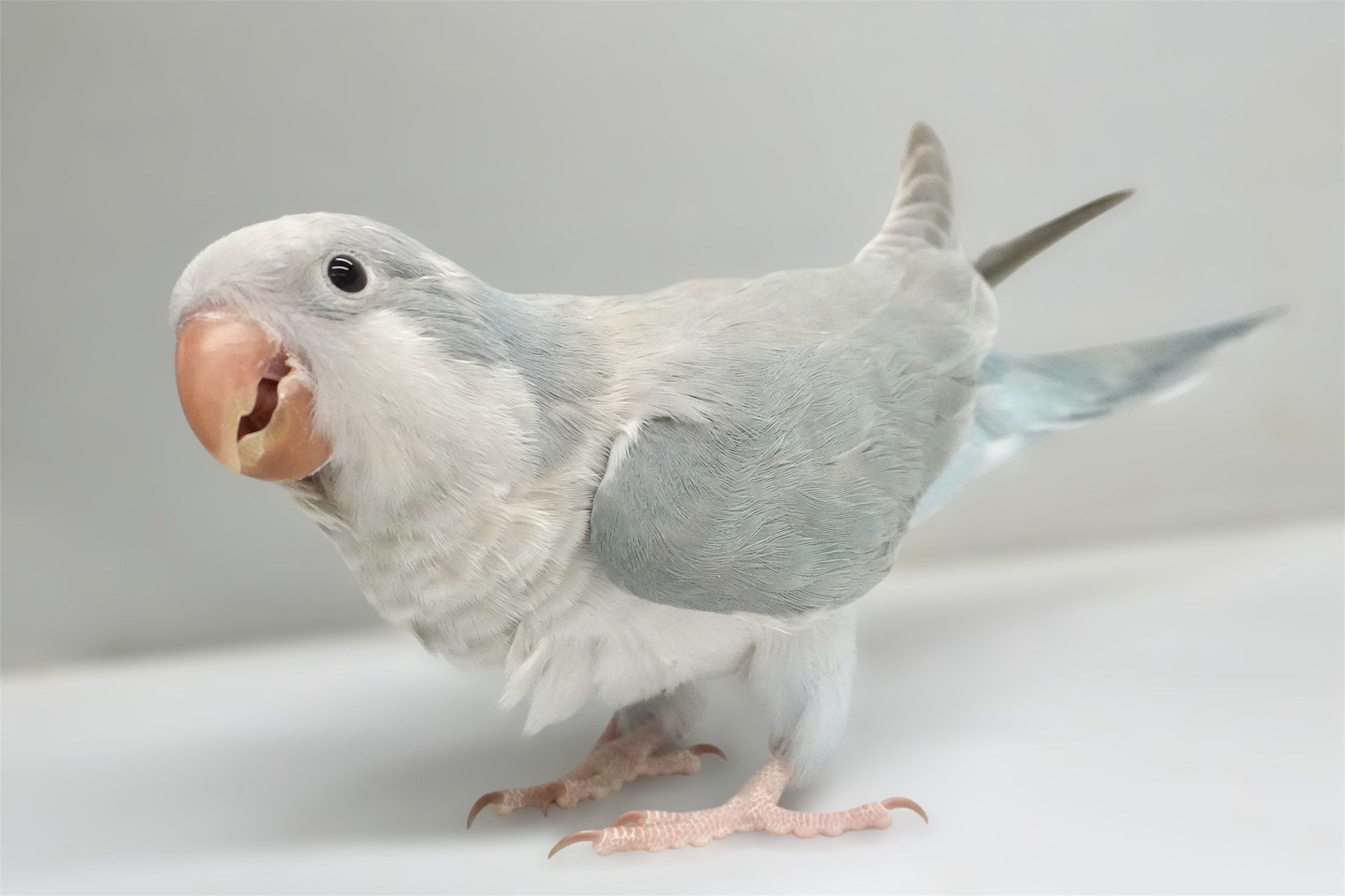 オキナインコ　ブルーパリッド