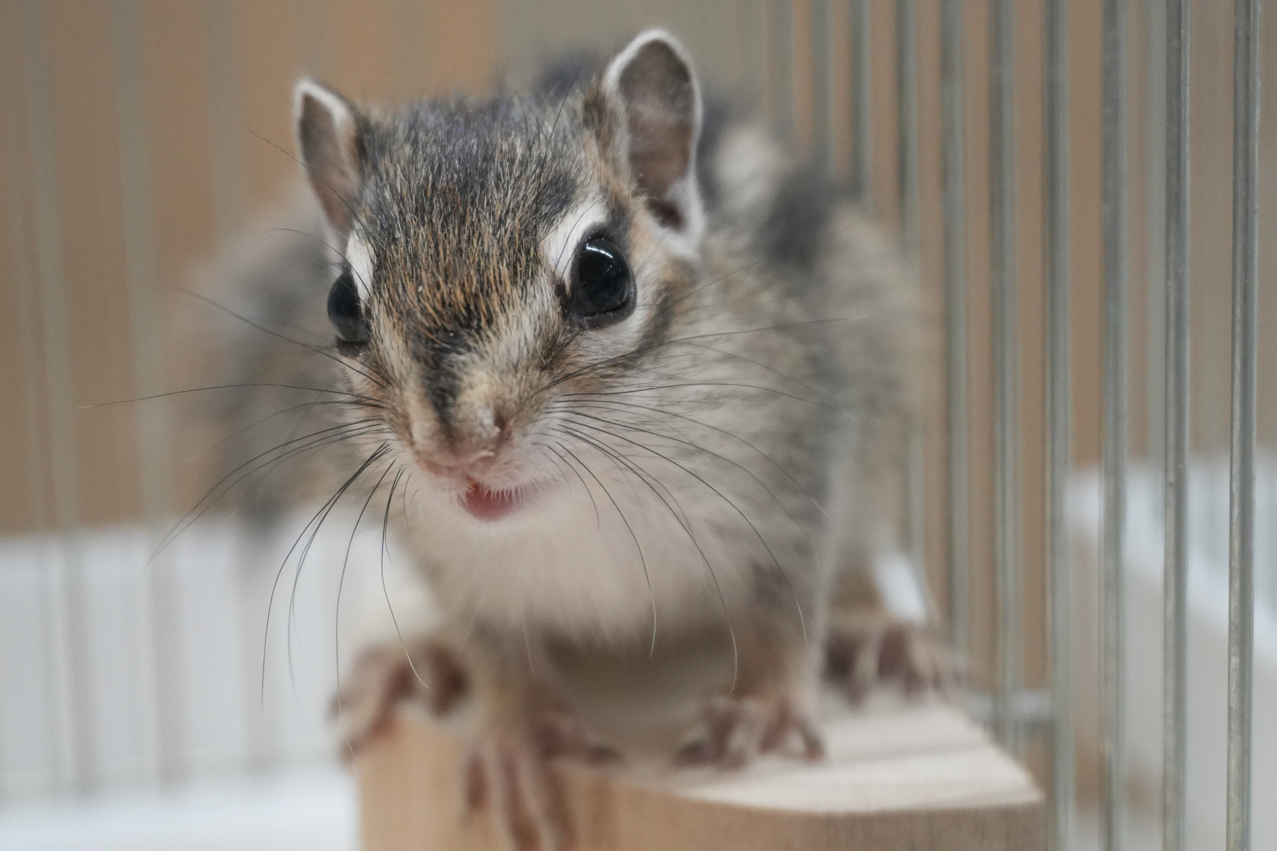 シマリス