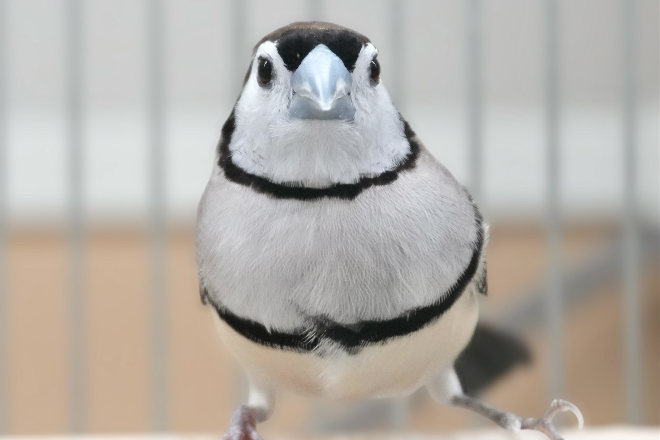 カノコスズメ