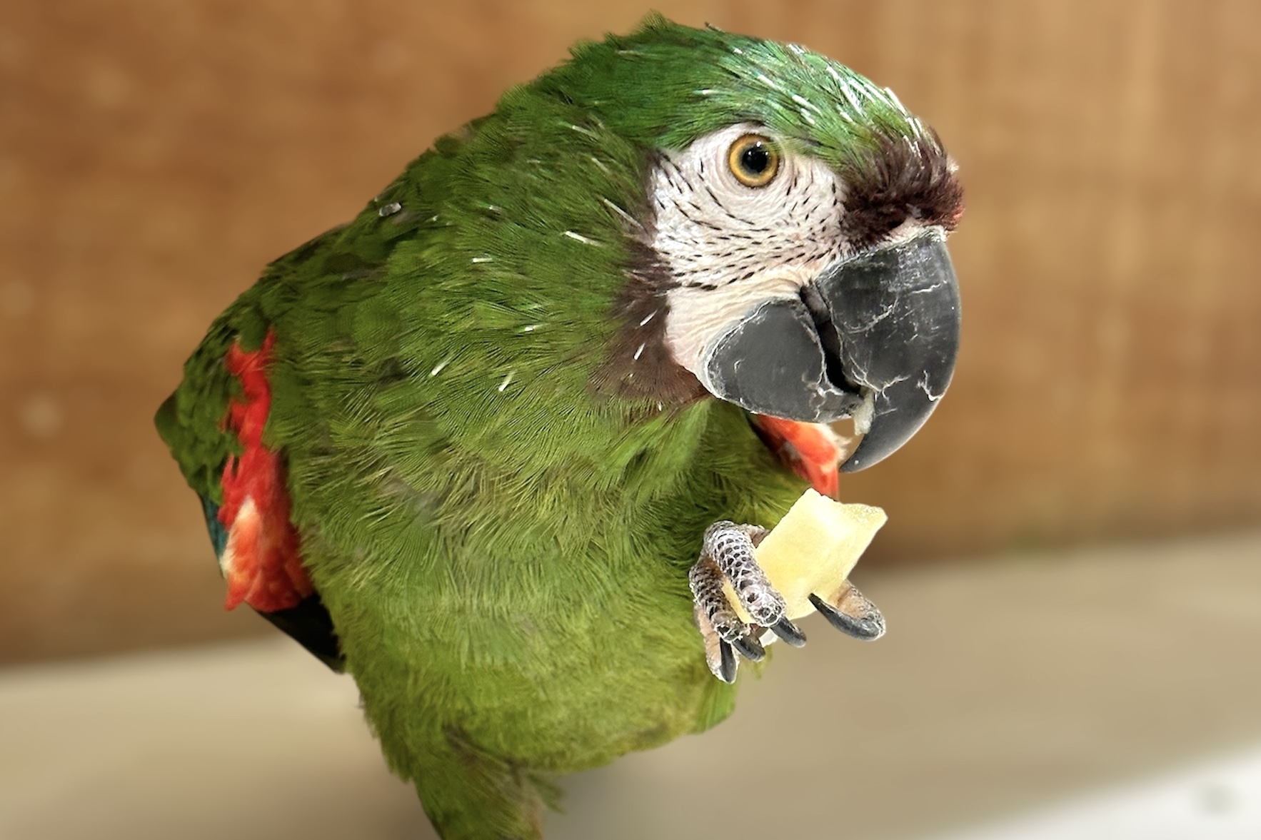 ヒメコンゴウインコ