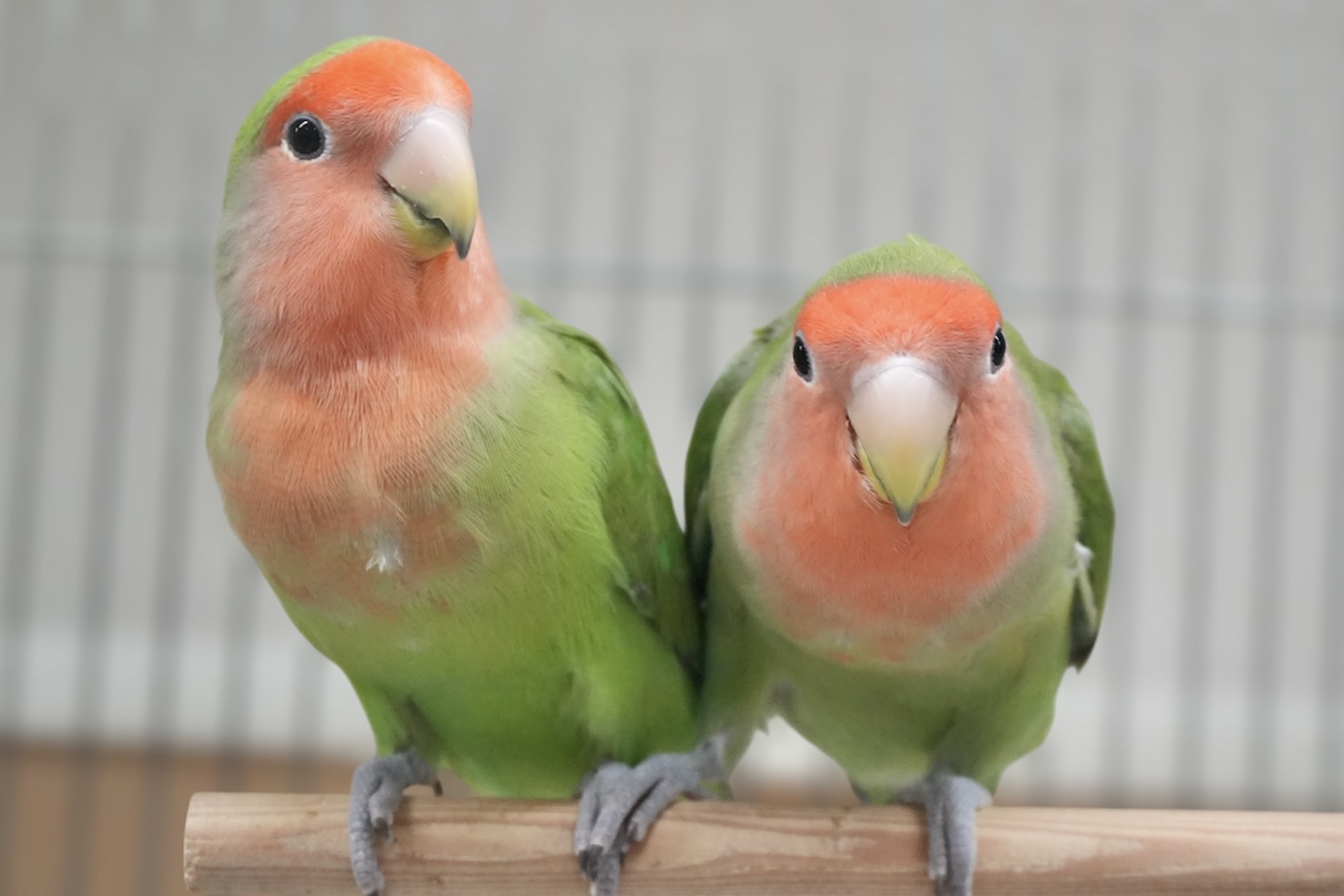コザクラインコ
