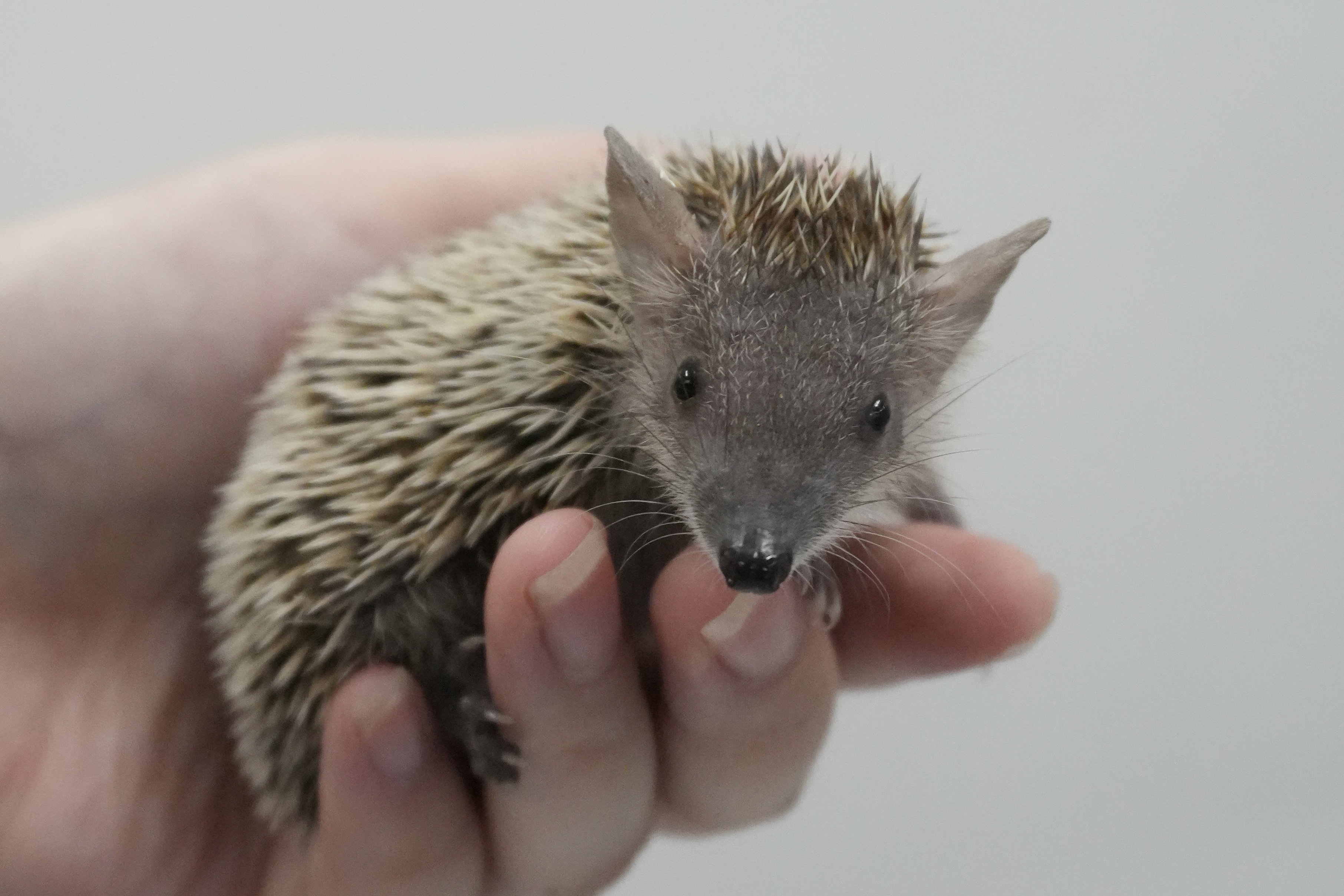 ヒメハリテンレック