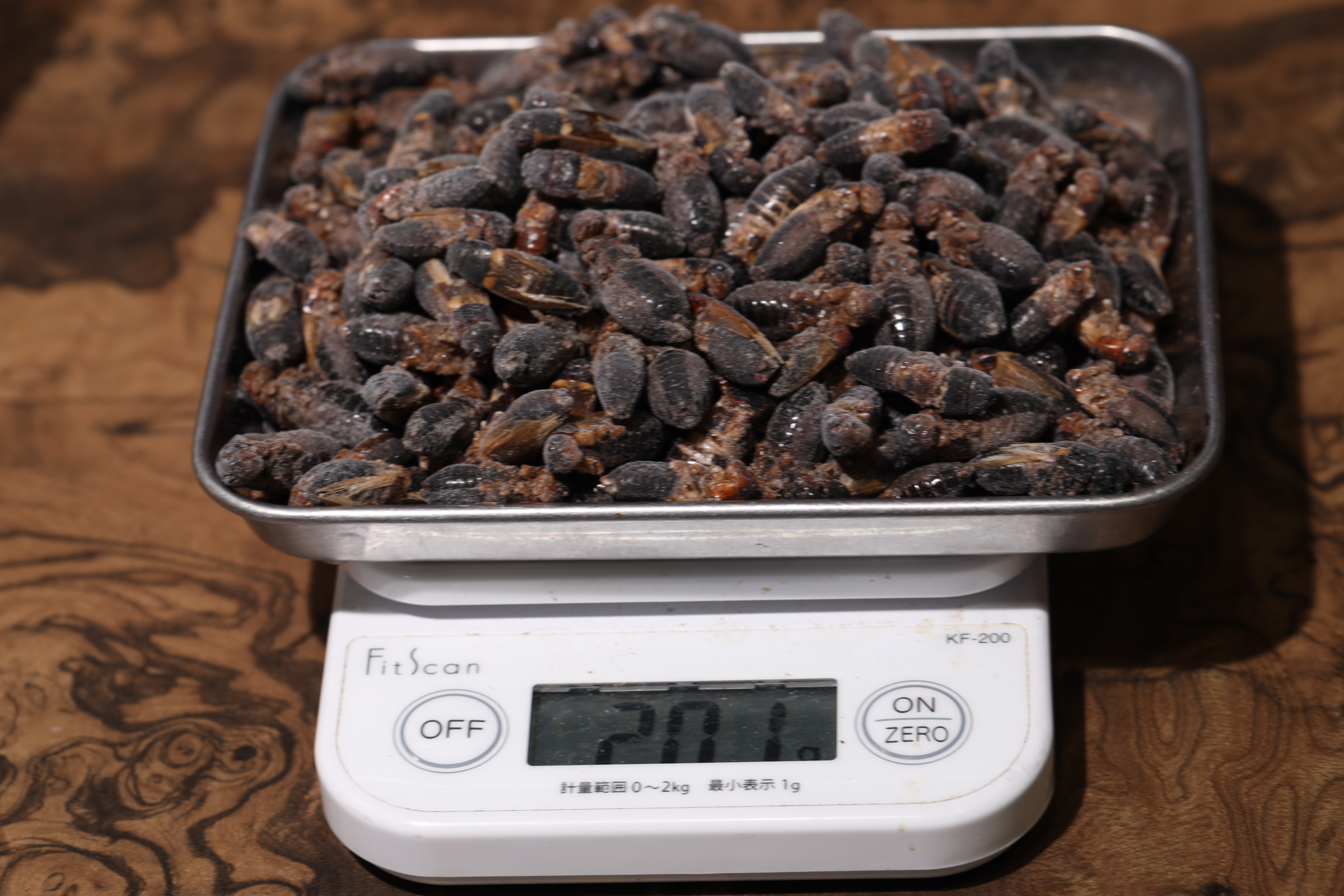 冷凍フタホシコオロギ 成虫 200g 【SALE】