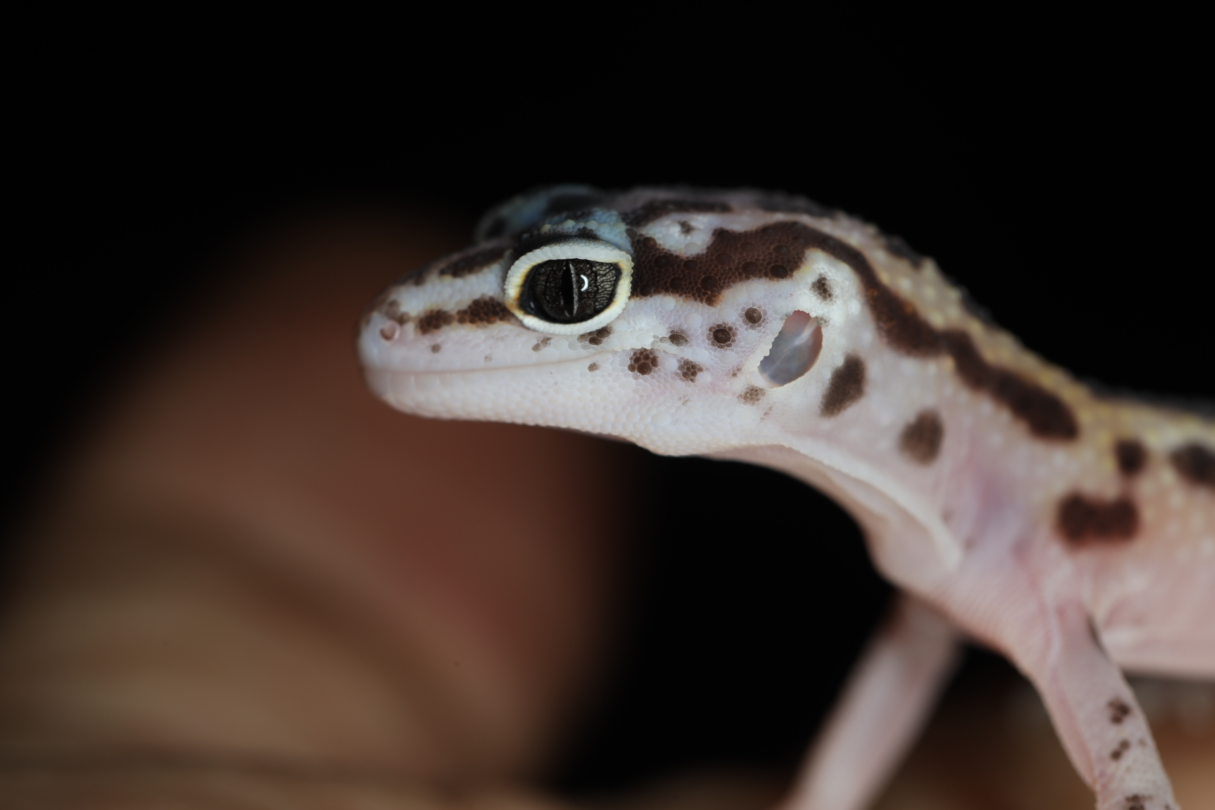 ヒョウモントカゲモドキ エクリプス