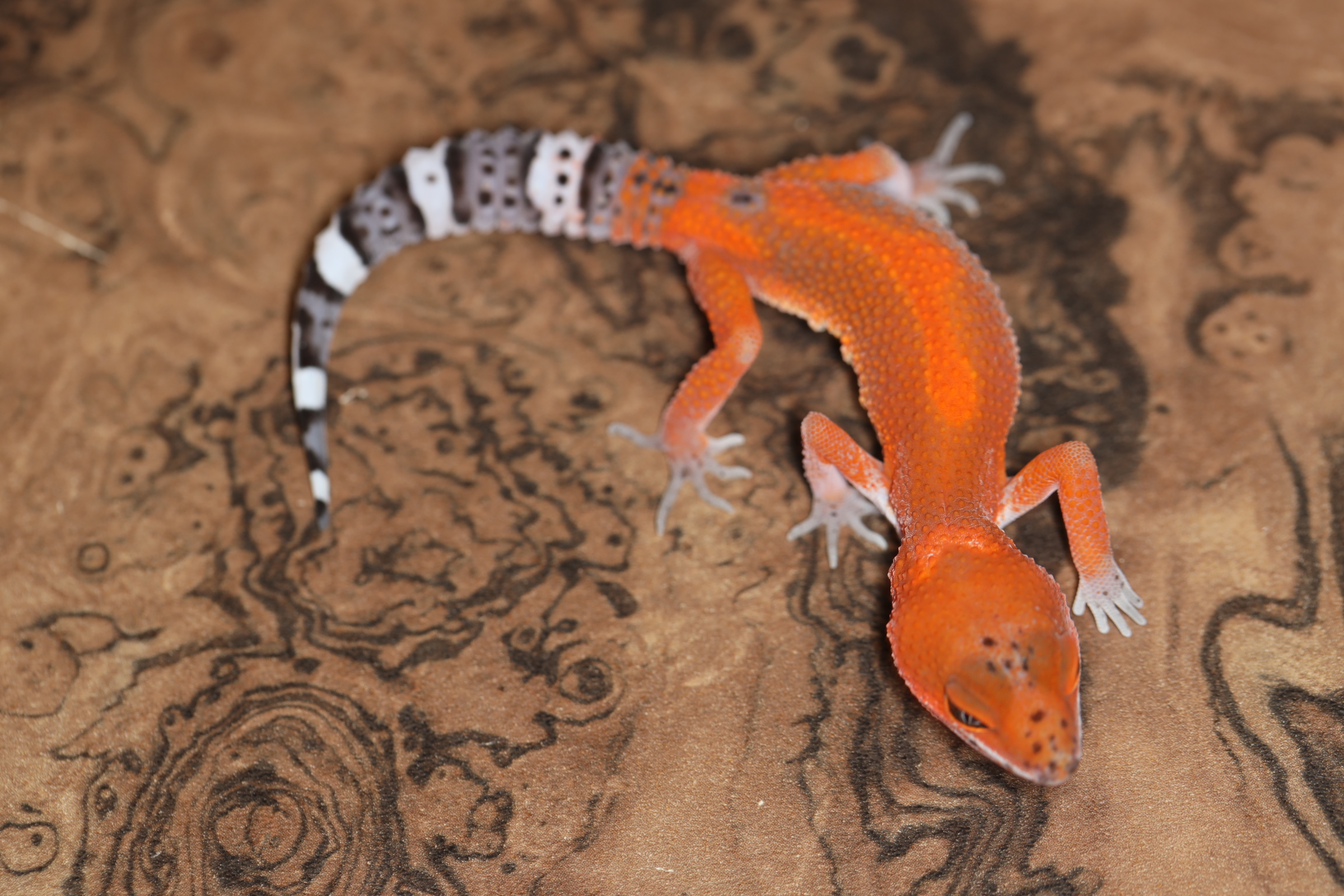 ヒョウモントカゲモドキ マンダリンタンジェリン Sグレード