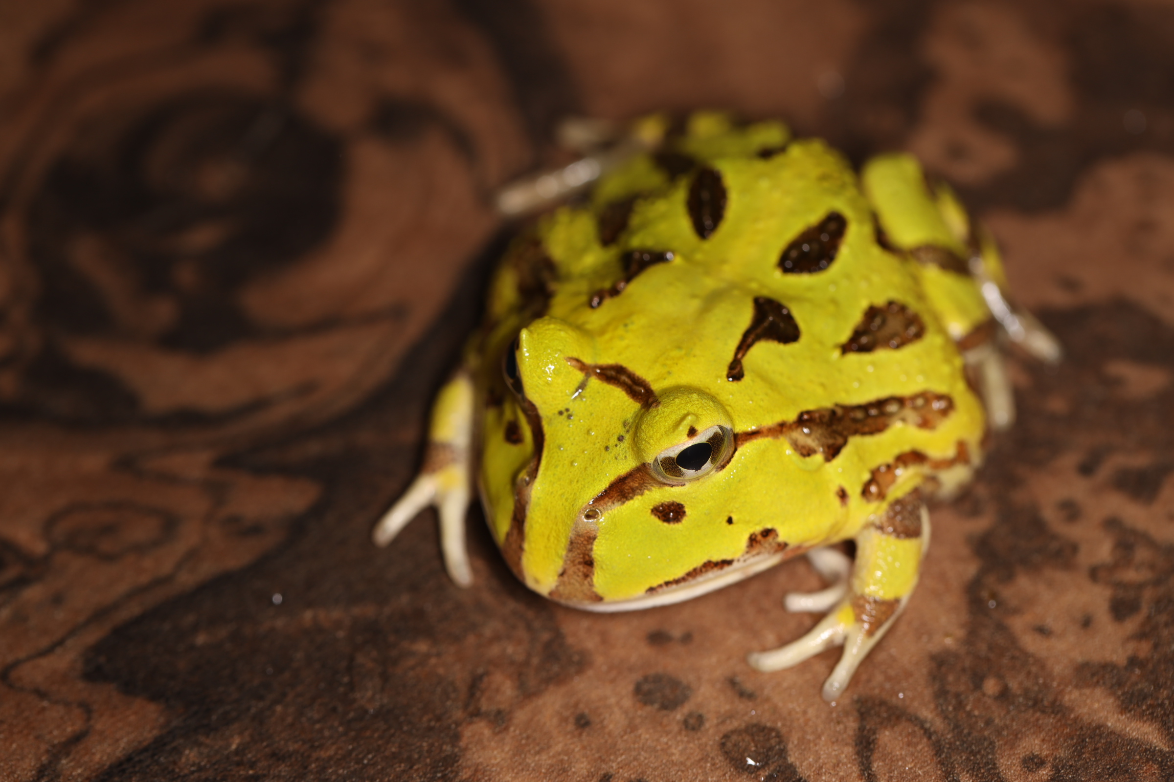 ブラジルツノガエル グリーン