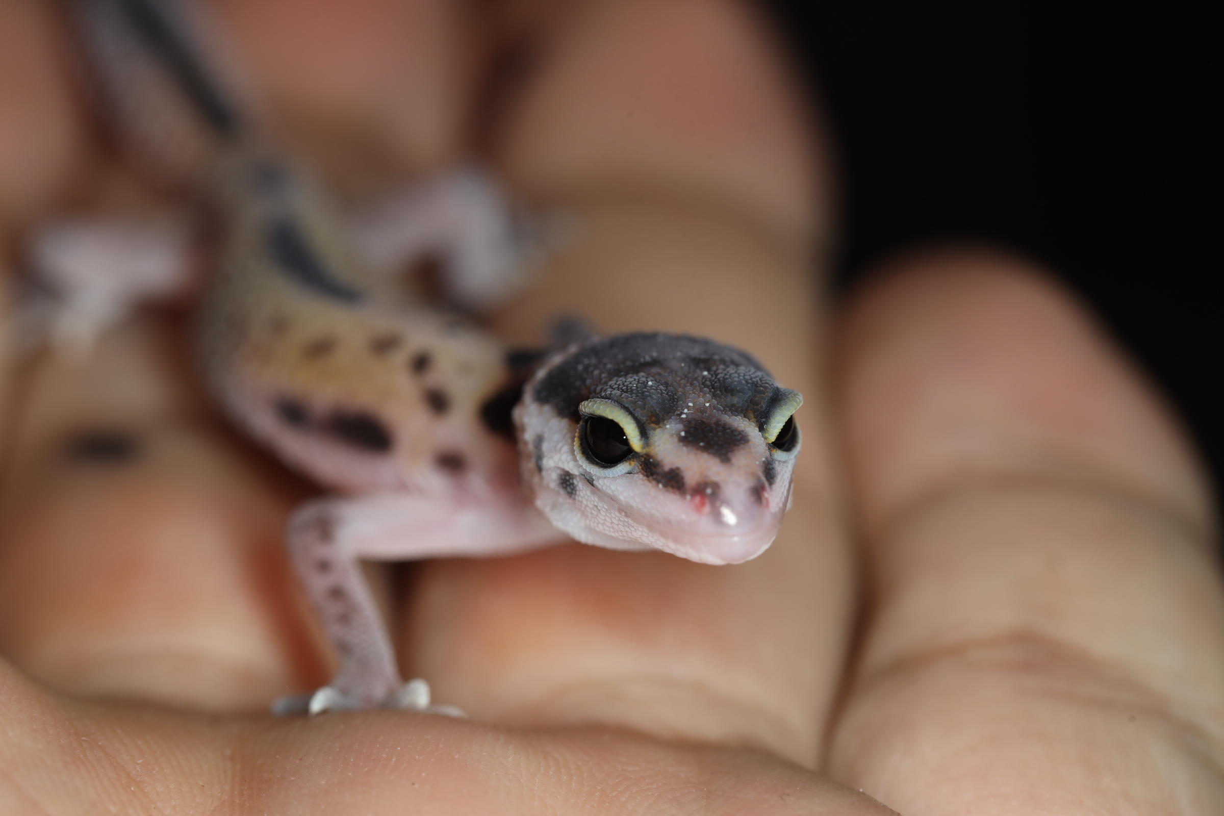 ヒョウモントカゲモドキ サイファー