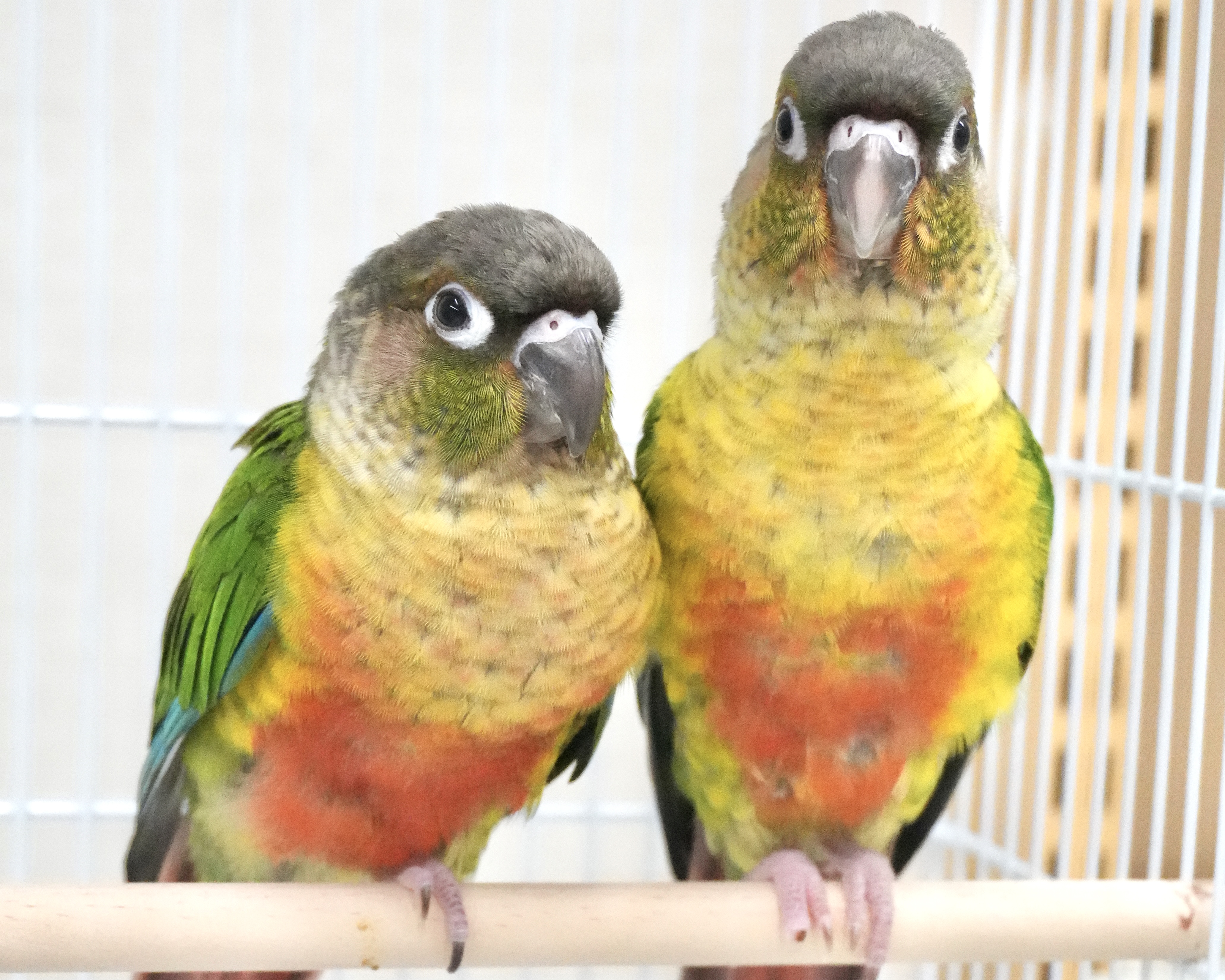 ホオミドリウロコインコ