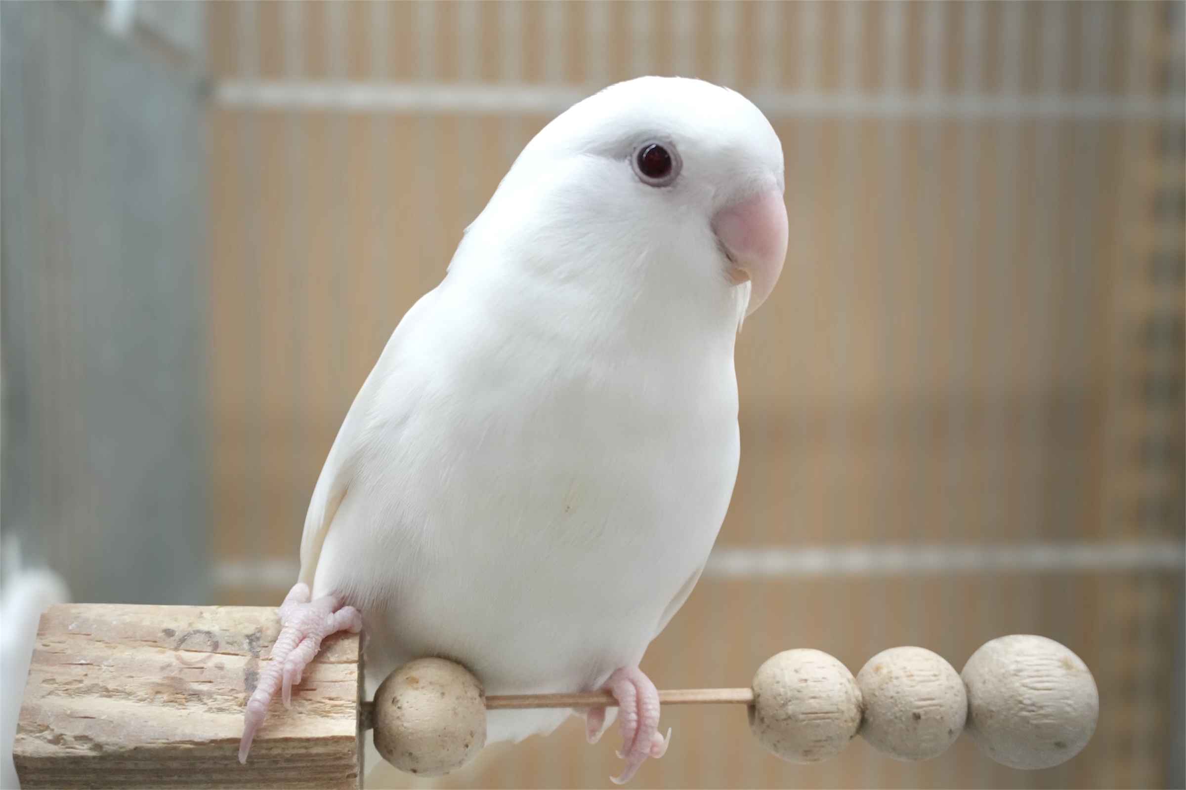 コザクラインコ アルビノホワイト
