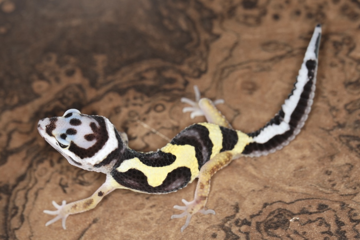 ヒョウモントカゲモドキ バンディット