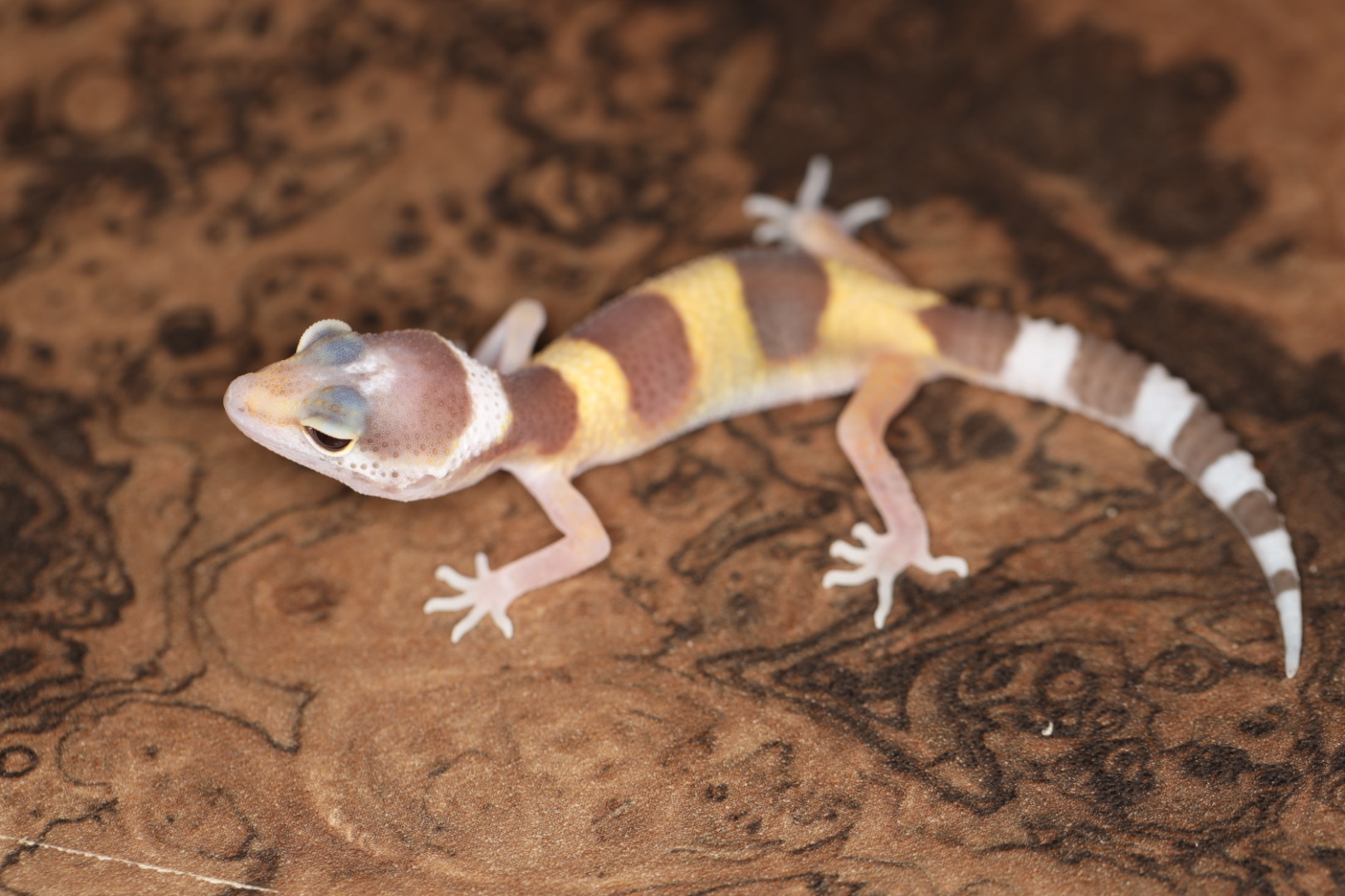ヒョウモントカゲモドキ RAPTOR(ラプター) 【SALE】