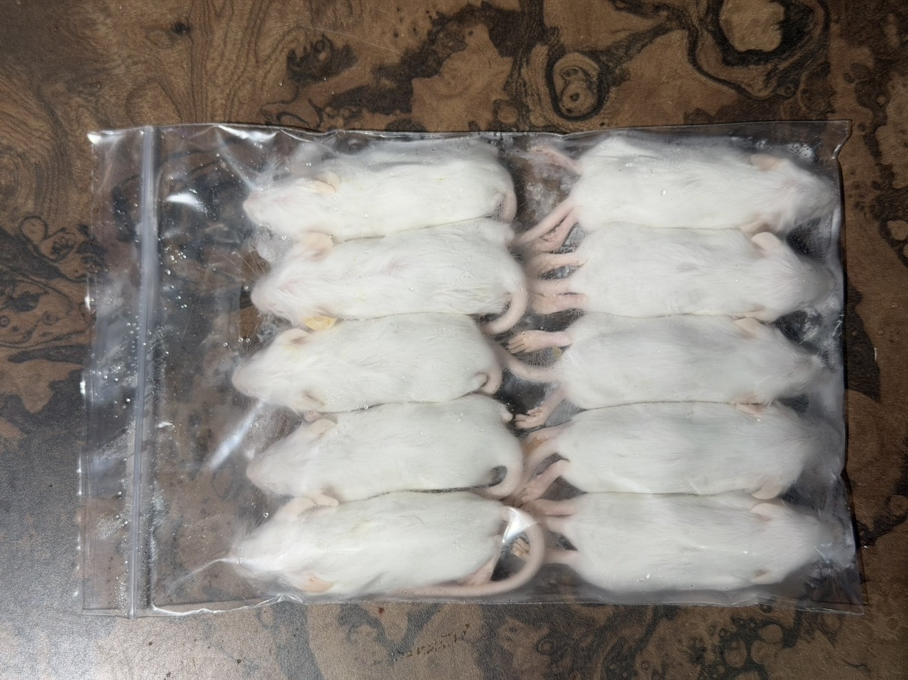 【特価！】冷凍ホッパーマウス 30匹