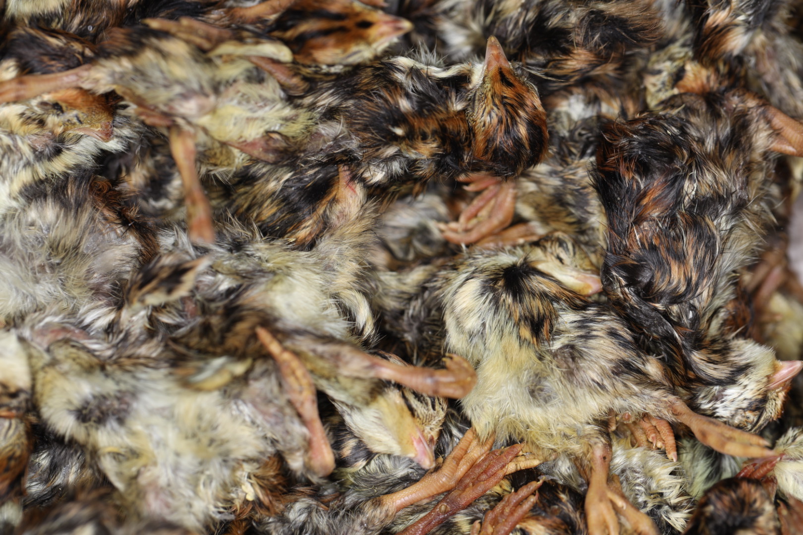 冷凍ヒナウズラ 400g