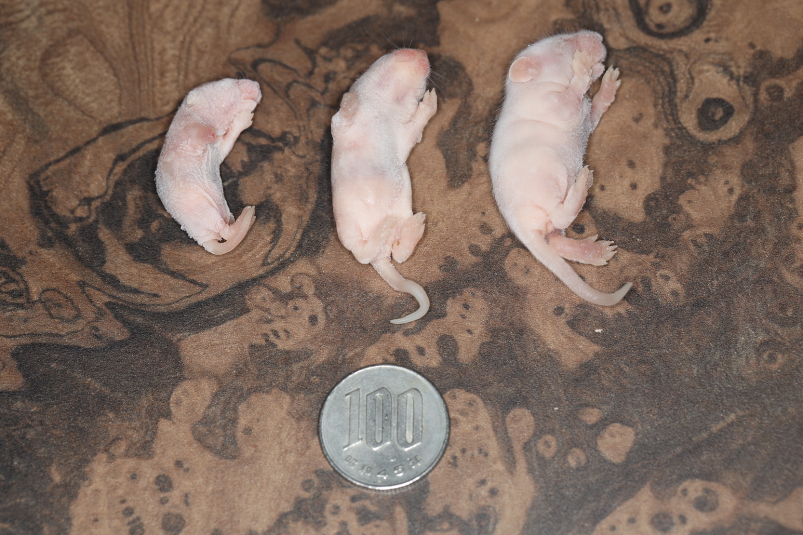 冷凍ピンクマウス 各サイズ